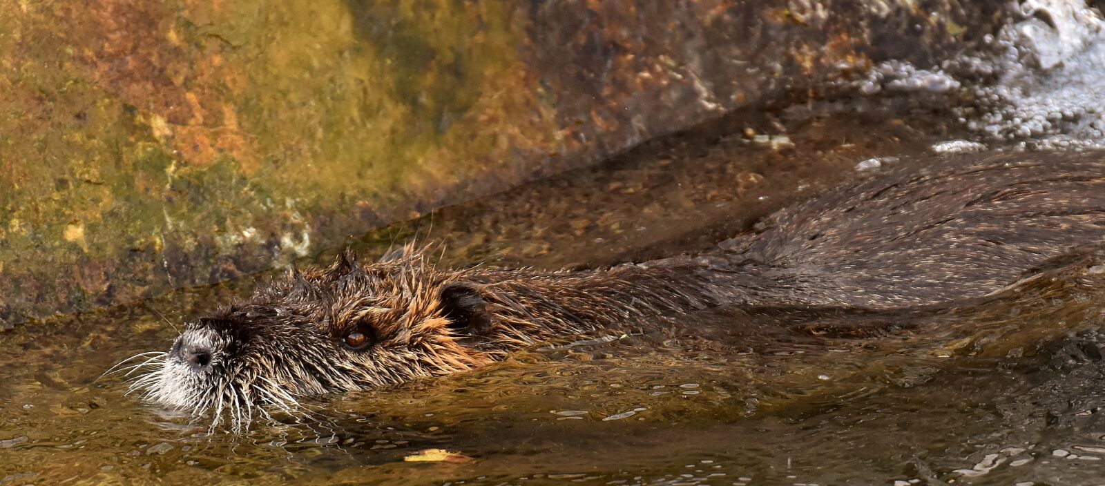 Nikon D7200 sample photo. Nutria, water rat, water photography