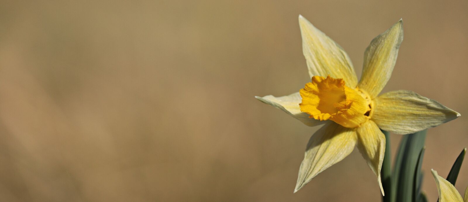 Canon EOS 80D sample photo. Daffodils, yellow, spring photography