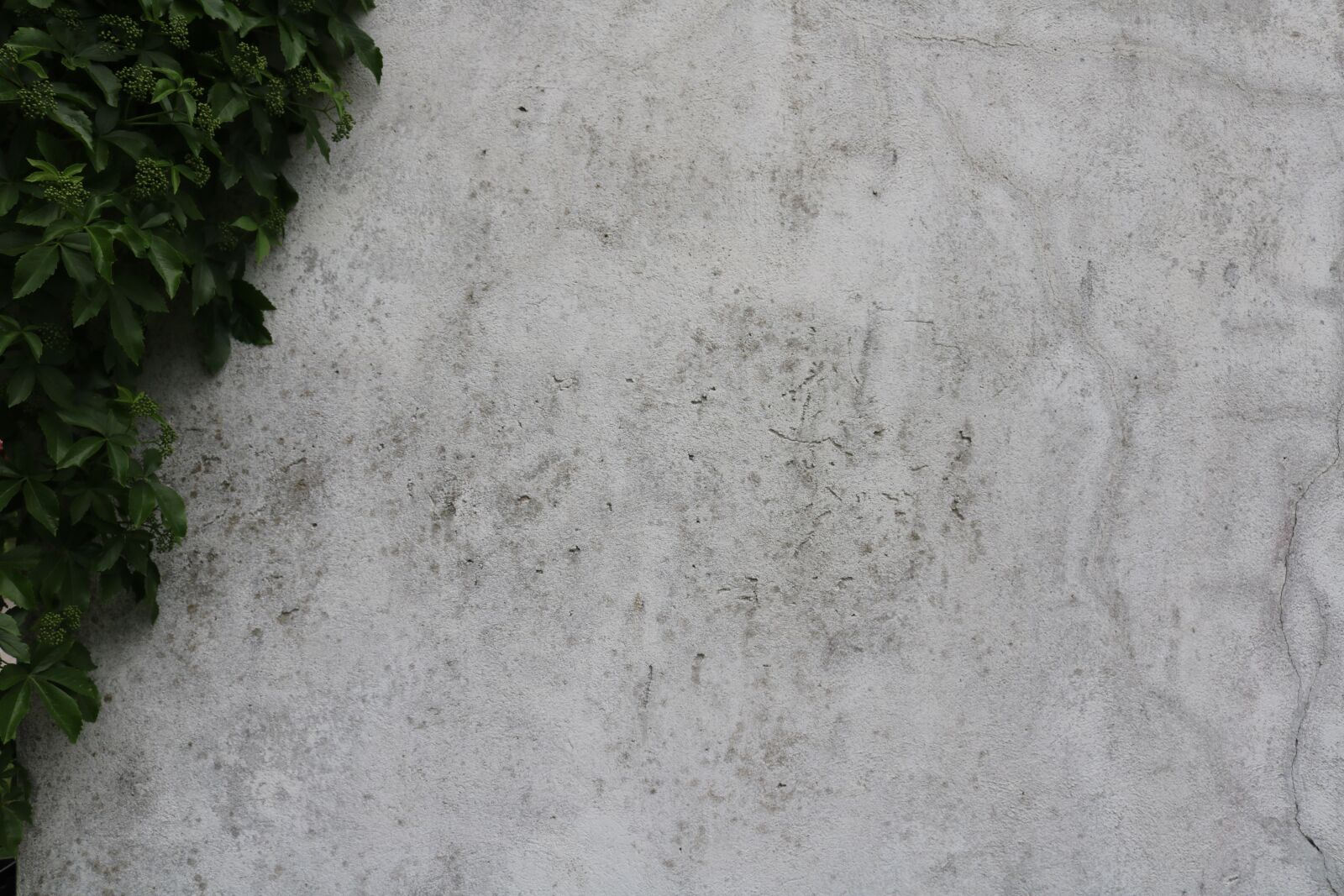 Canon EOS 750D (EOS Rebel T6i / EOS Kiss X8i) sample photo. Leaf, wall, white photography