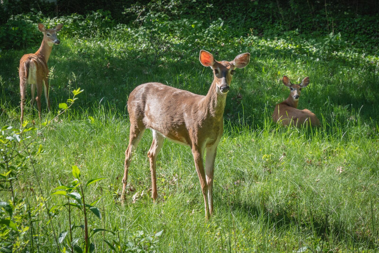 LUMIX G VARIO 12-60/F3.5-5.6 sample photo. Deer, spring, animal photography