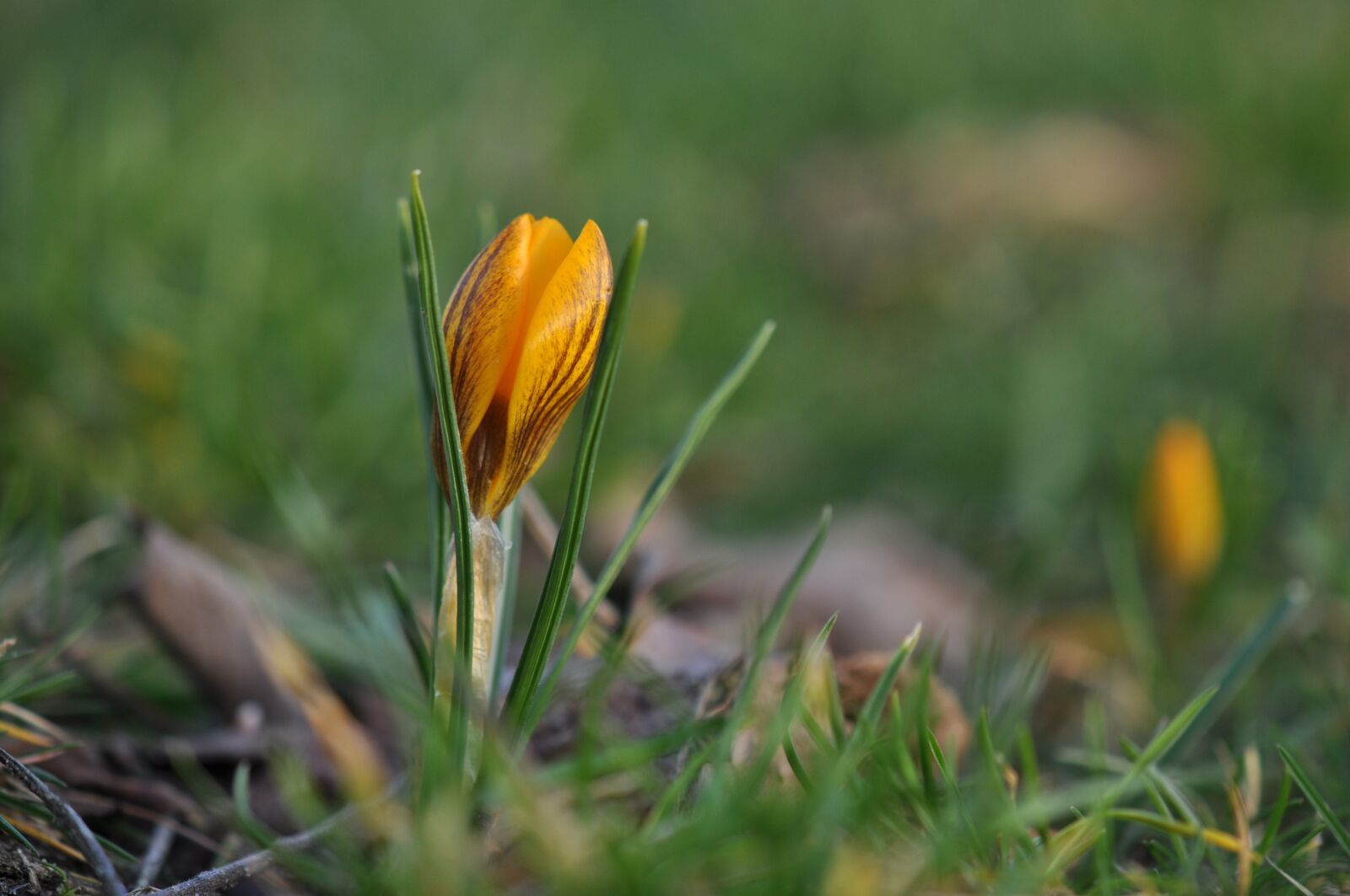 Nikon D5000 sample photo. Crocuses, spring, flowers photography