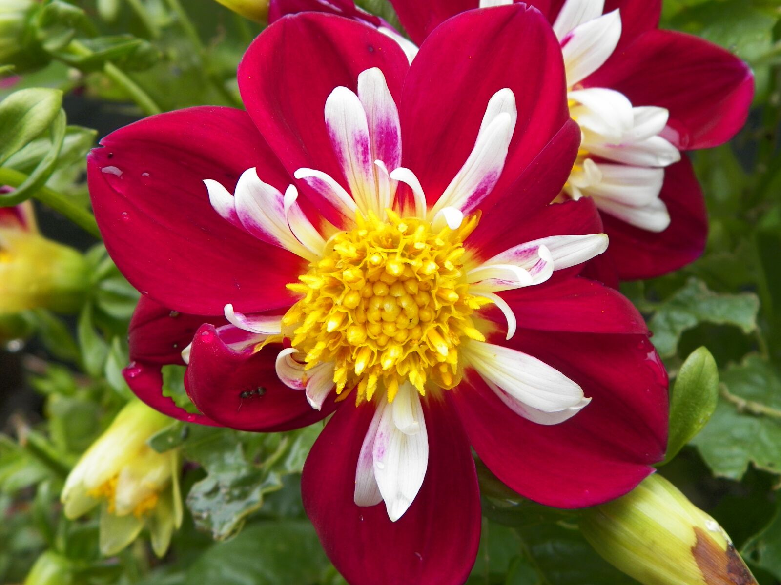 Kodak EASYSHARE Z5010 DIGITAL CAMERA sample photo. Red white flower, purple photography