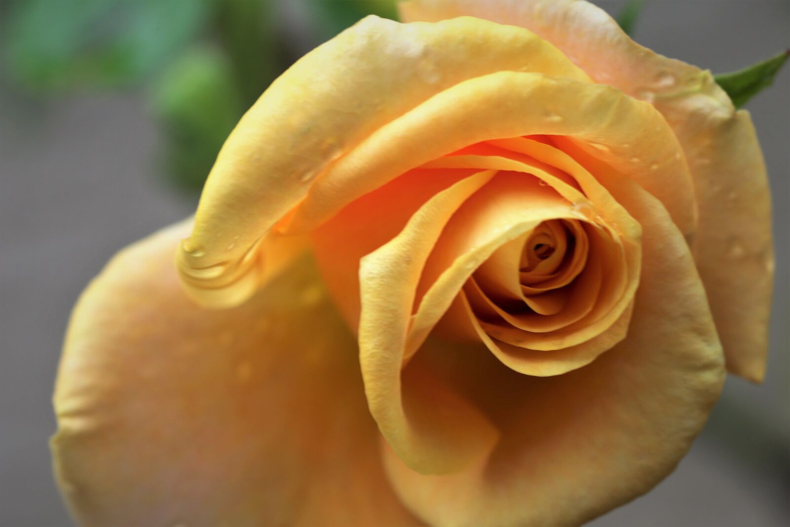 Canon EOS 6D + Canon EF 100mm F2.8 Macro USM sample photo. Rose golden medal, blooming photography