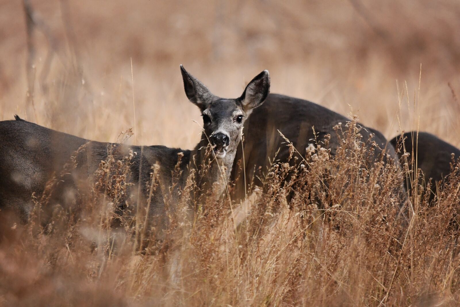 Nikon D7500 sample photo. Deer, nature, animal photography