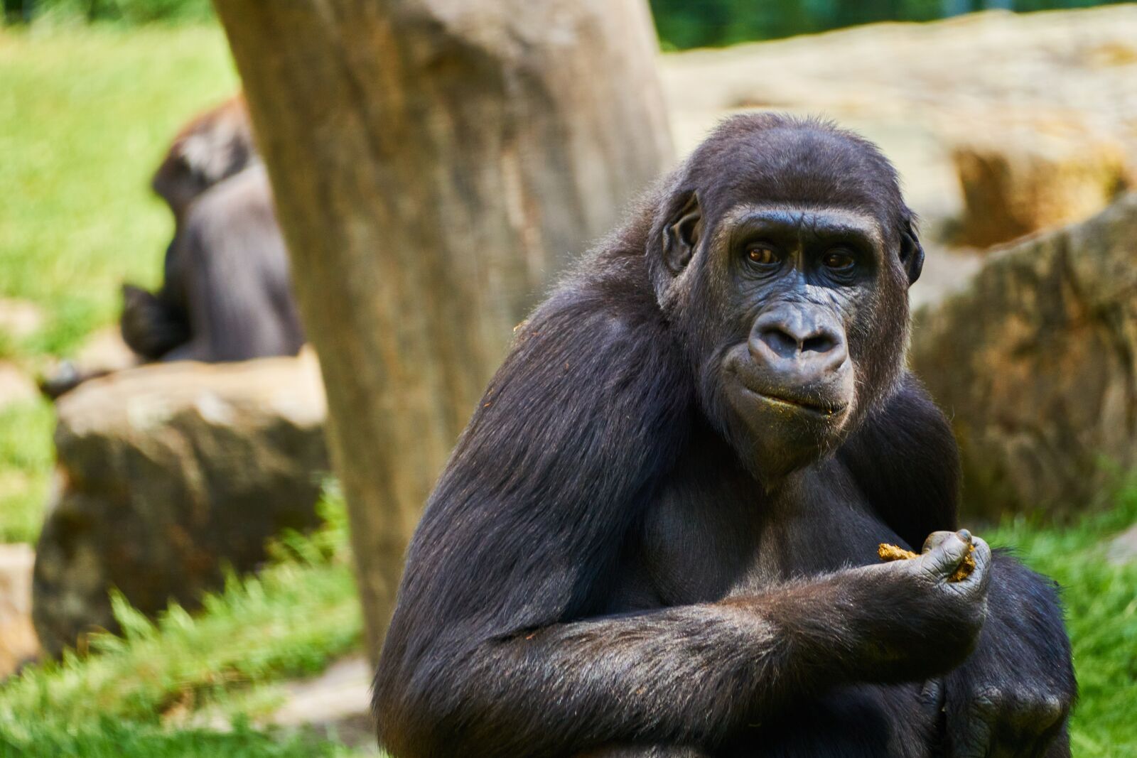 Sony E 70-350mm F4.5-6.3 G OSS sample photo. Gorilla, monkey, animal photography