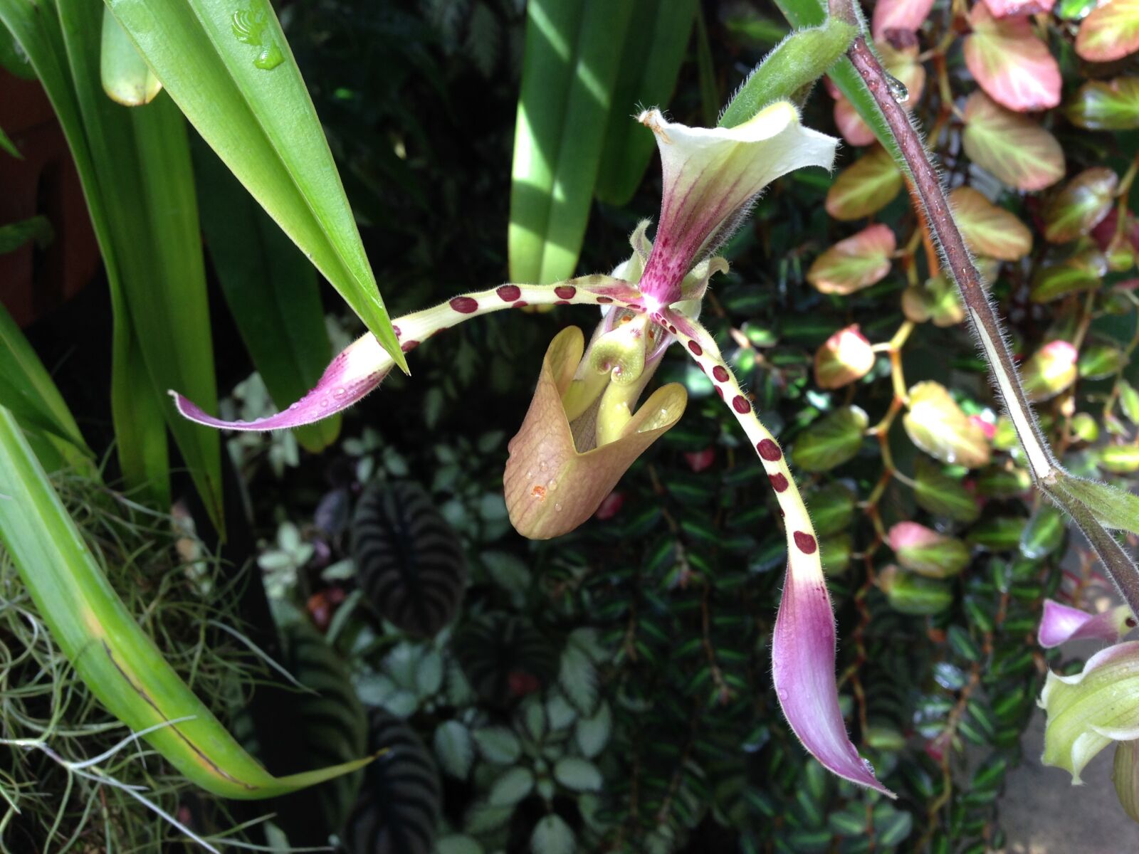 iPhone 5 back camera 4.12mm f/2.4 sample photo. Orchid, flower, flora photography