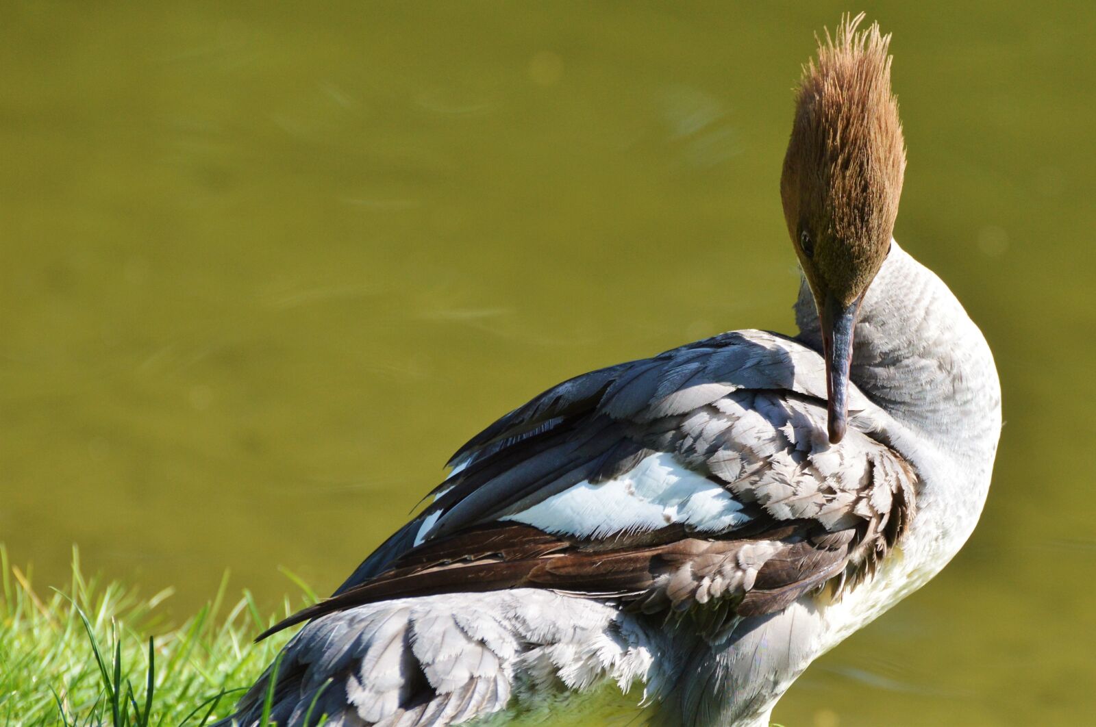Nikon D3200 sample photo. Merganser, ducks, waterfowl photography