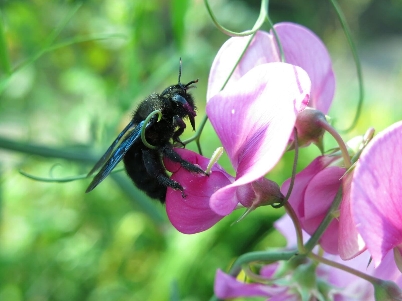 Canon PowerShot G15 sample photo. Carpenter bee, blue black photography