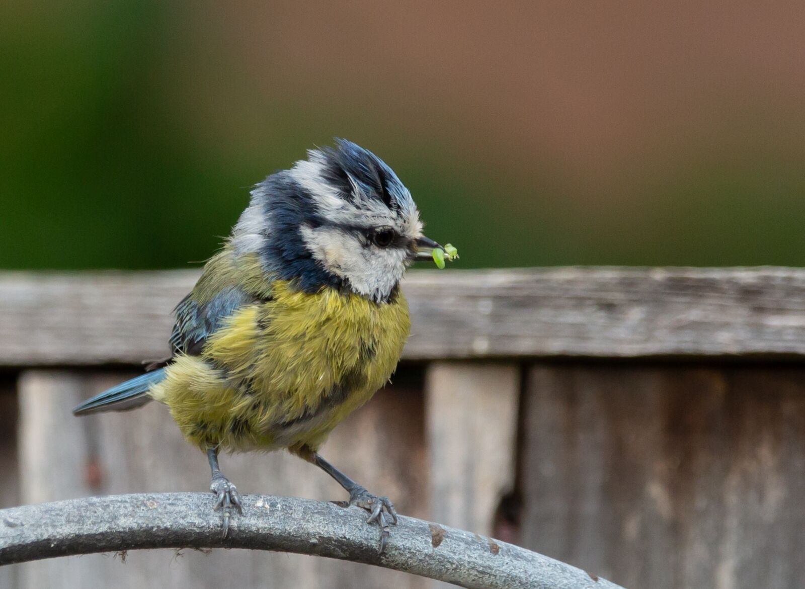 150-600mm F5-6.3 DG OS HSM | Contemporary 015 sample photo. Bluetit on a fence photography