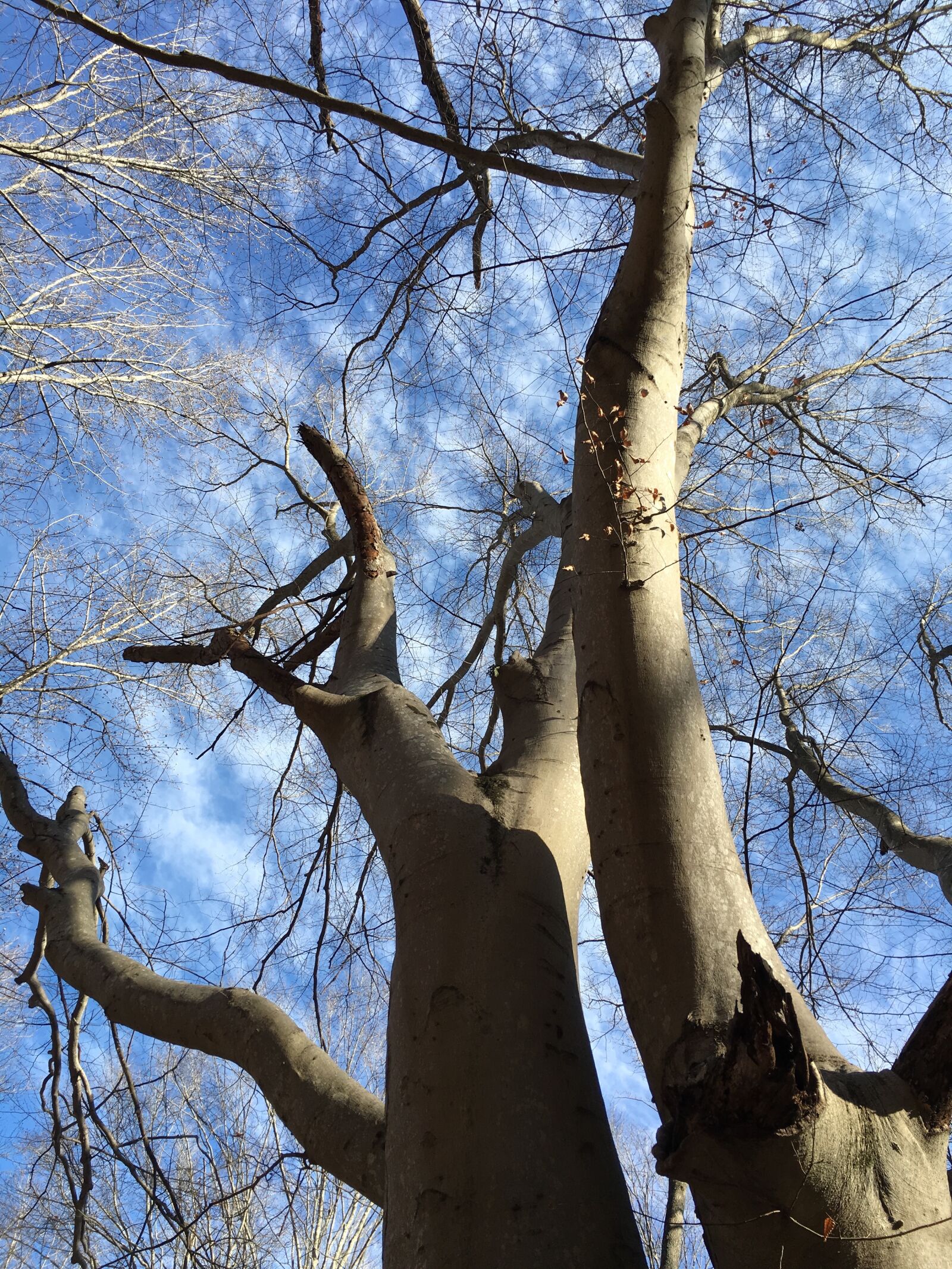 Apple iPhone 6s sample photo. Tree, wood, branch photography