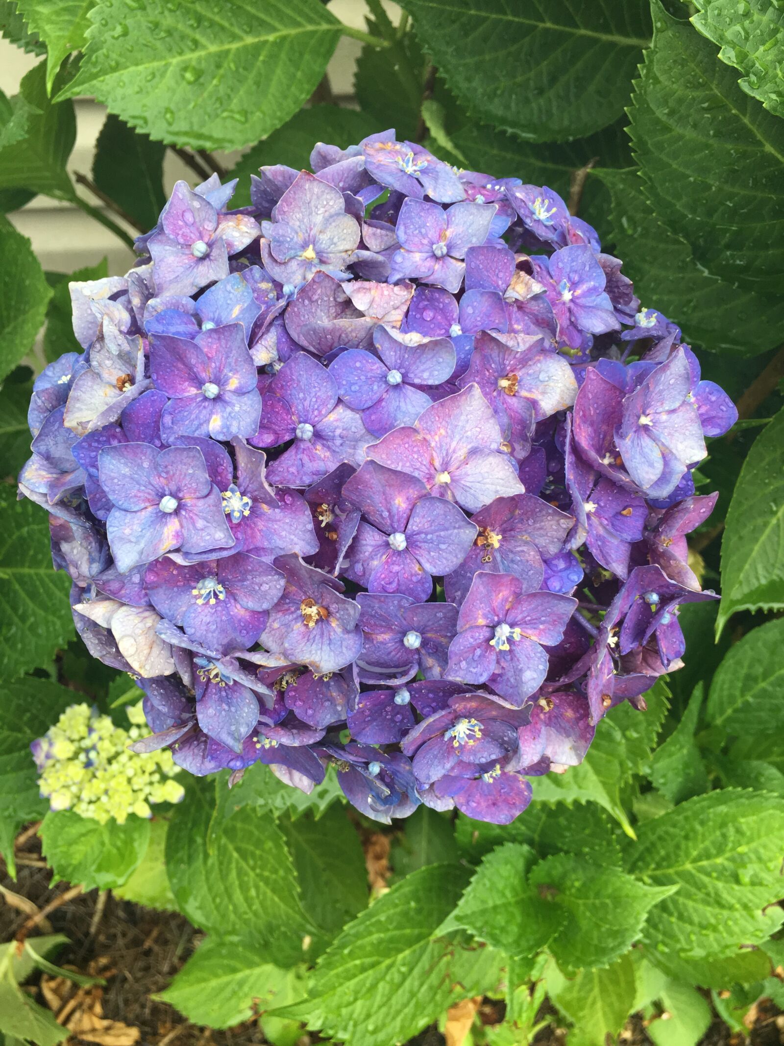 Apple iPhone 6s Plus sample photo. Bloom, purple, flower photography