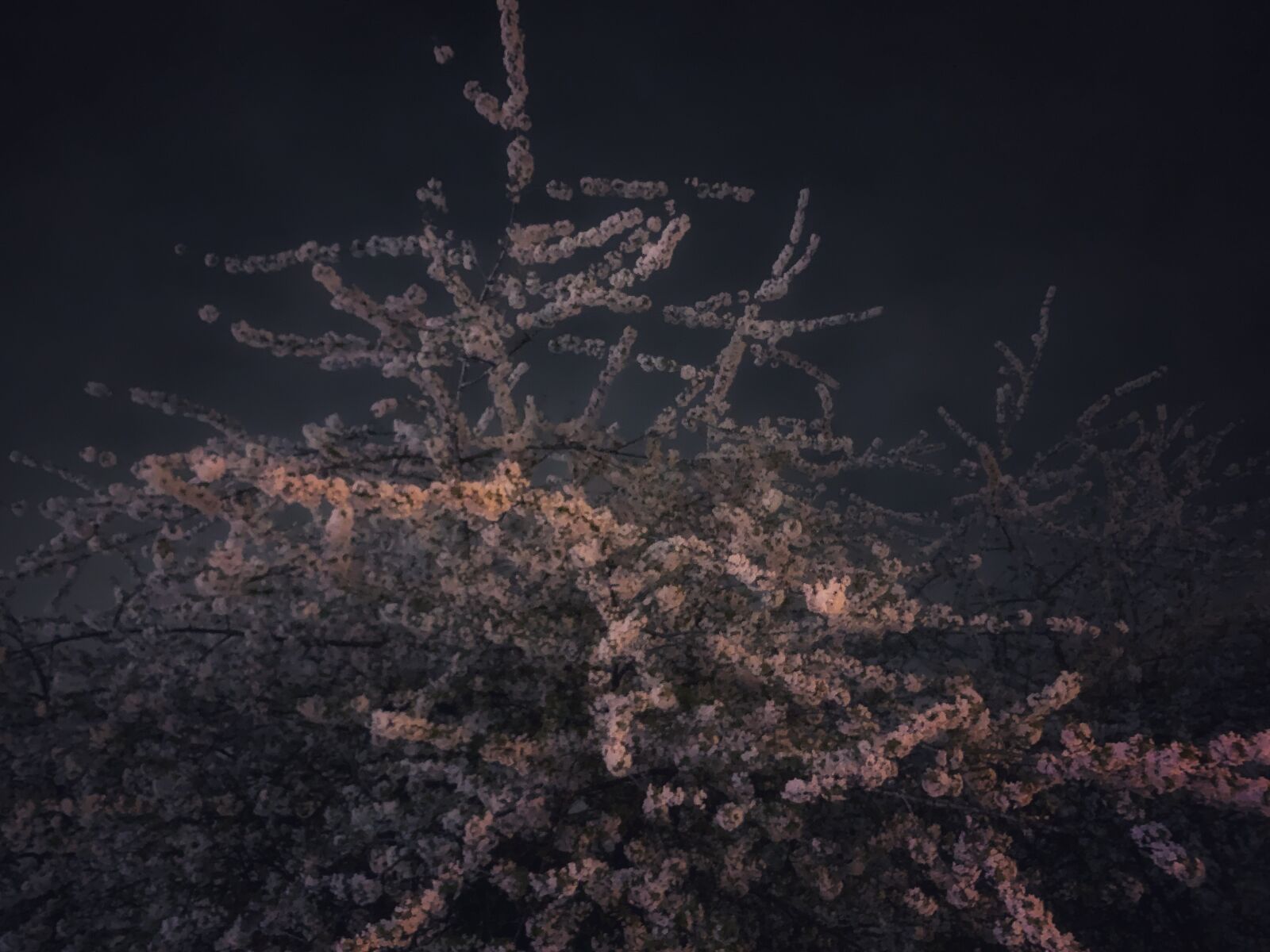 Apple iPhone XR sample photo. Night, tree, black photography