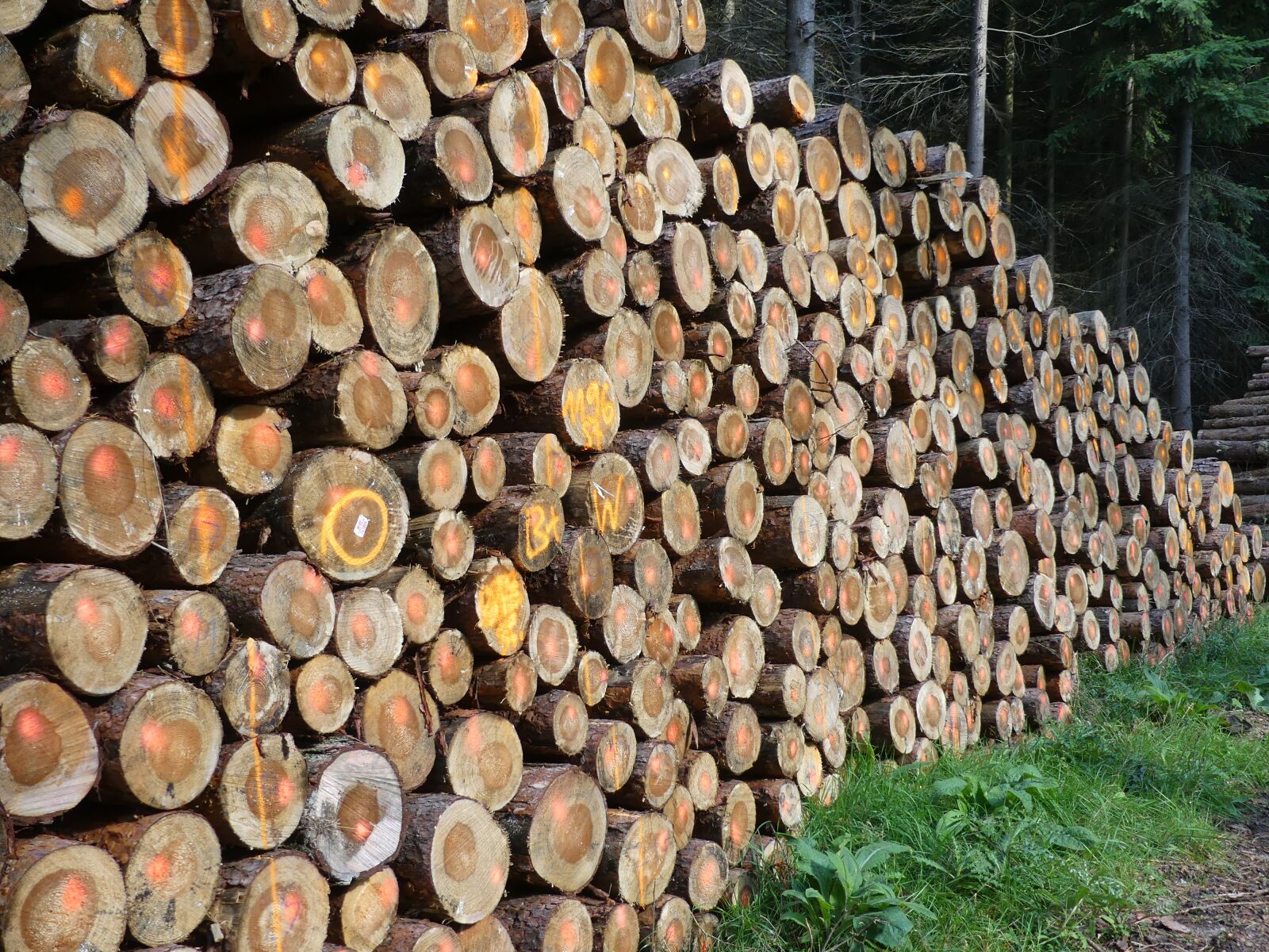 Panasonic Lumix DMC-FZ300 sample photo. Forest, wood, nature photography