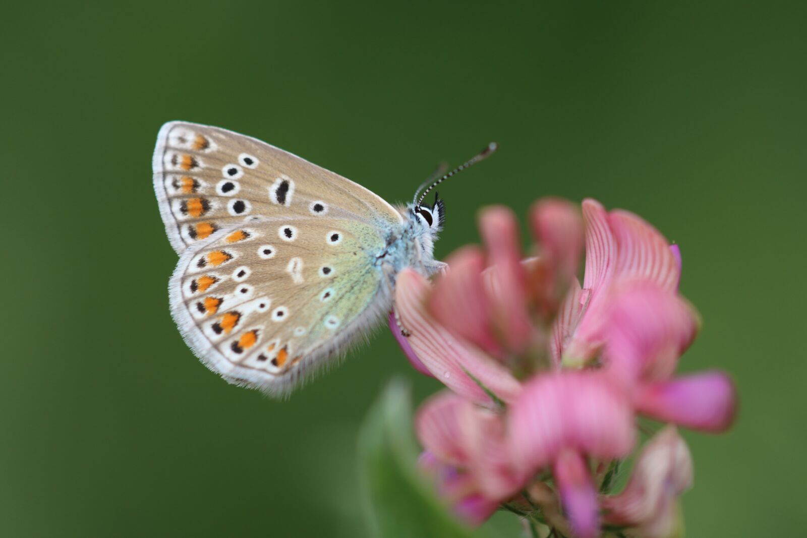 Canon EOS 90D sample photo. Drexel, common blue, butterfly photography