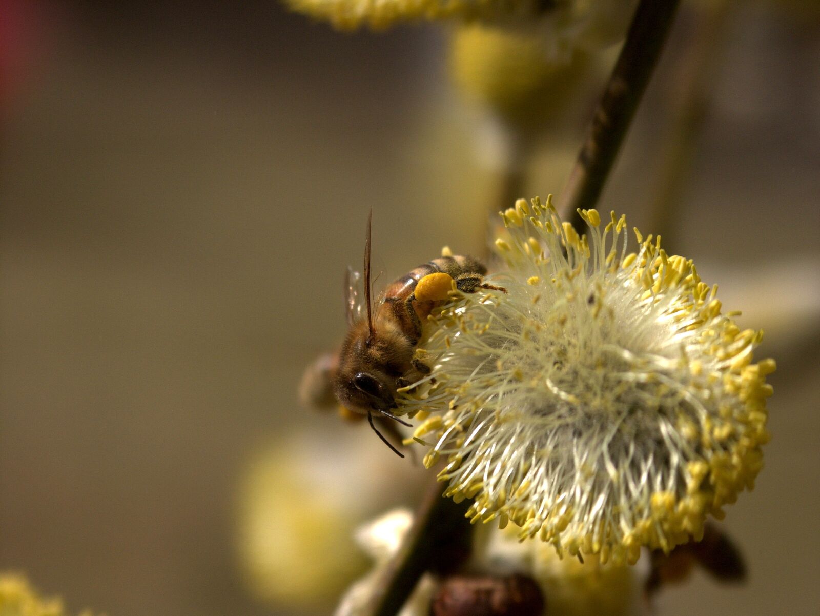 KONICA MINOLTA DiMAGE 7i sample photo. Bee, nature, flower photography