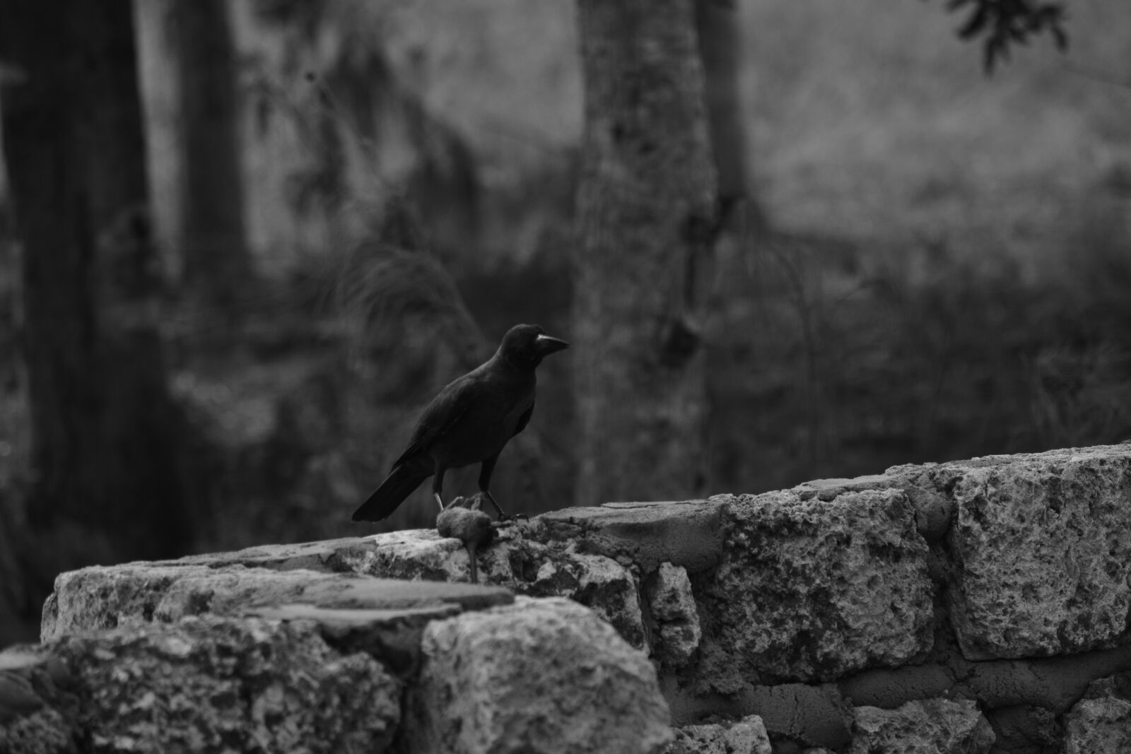 Nikon D5200 sample photo. Death, dead rat, predator photography