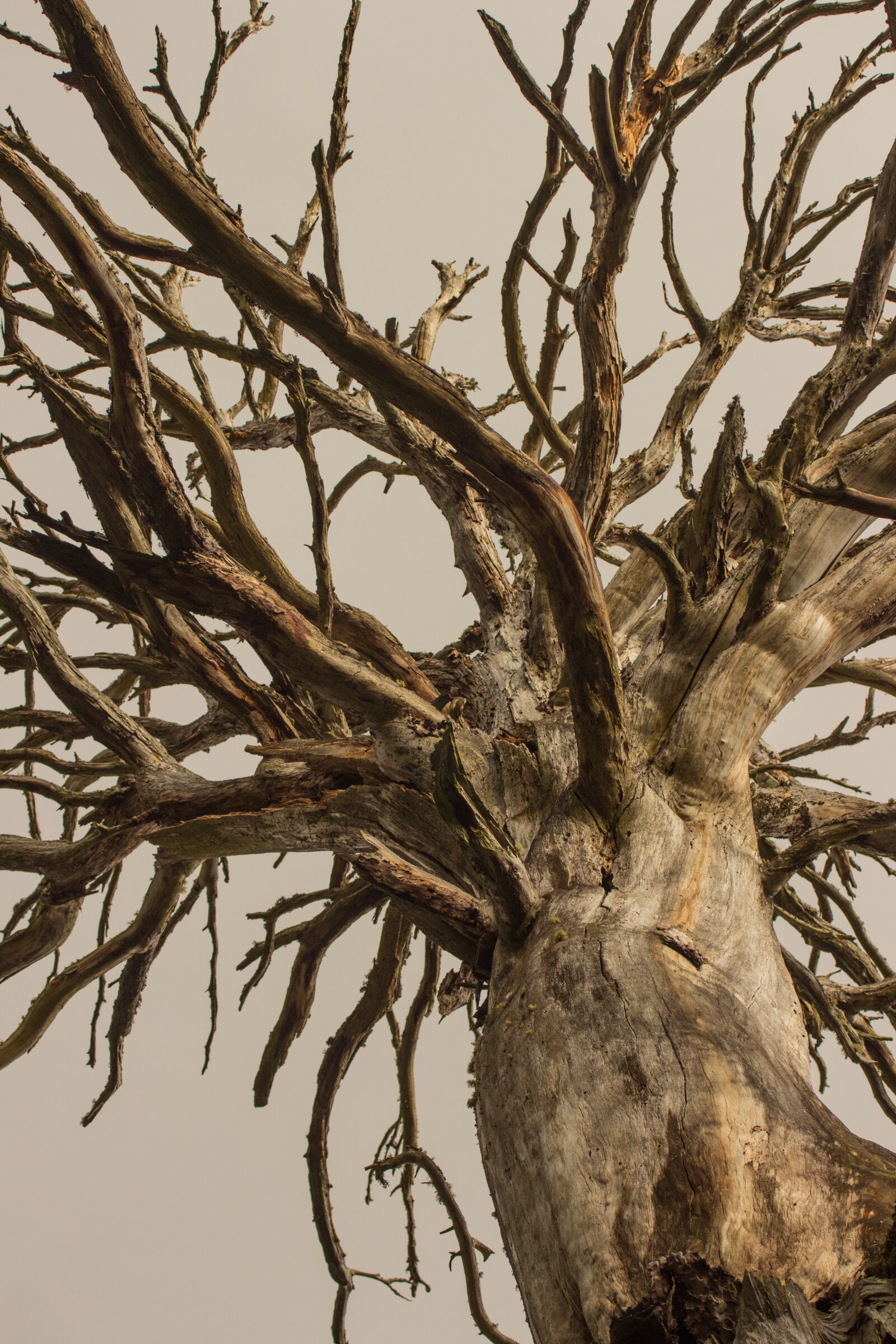 Canon EF 55-200mm F4.5-5.6 II USM sample photo. Dead tree, tree, texture photography