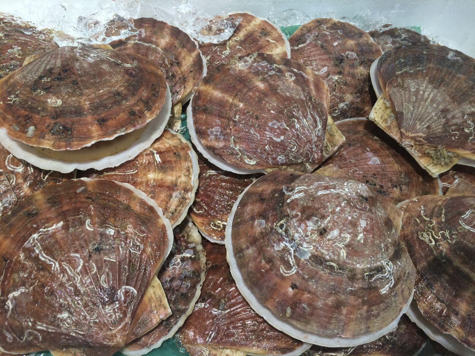iPhone 5s back camera 4.15mm f/2.2 sample photo. Scallop, shell, ice photography