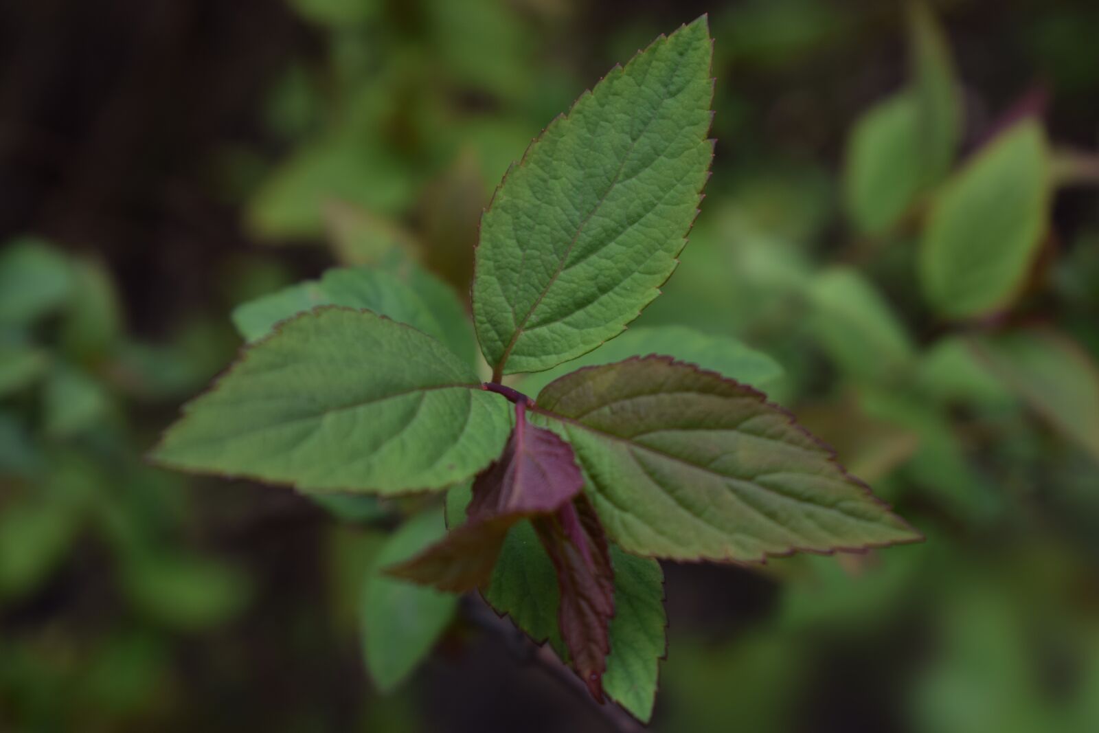 Nikon D5300 sample photo. Plant, flower, nature photography