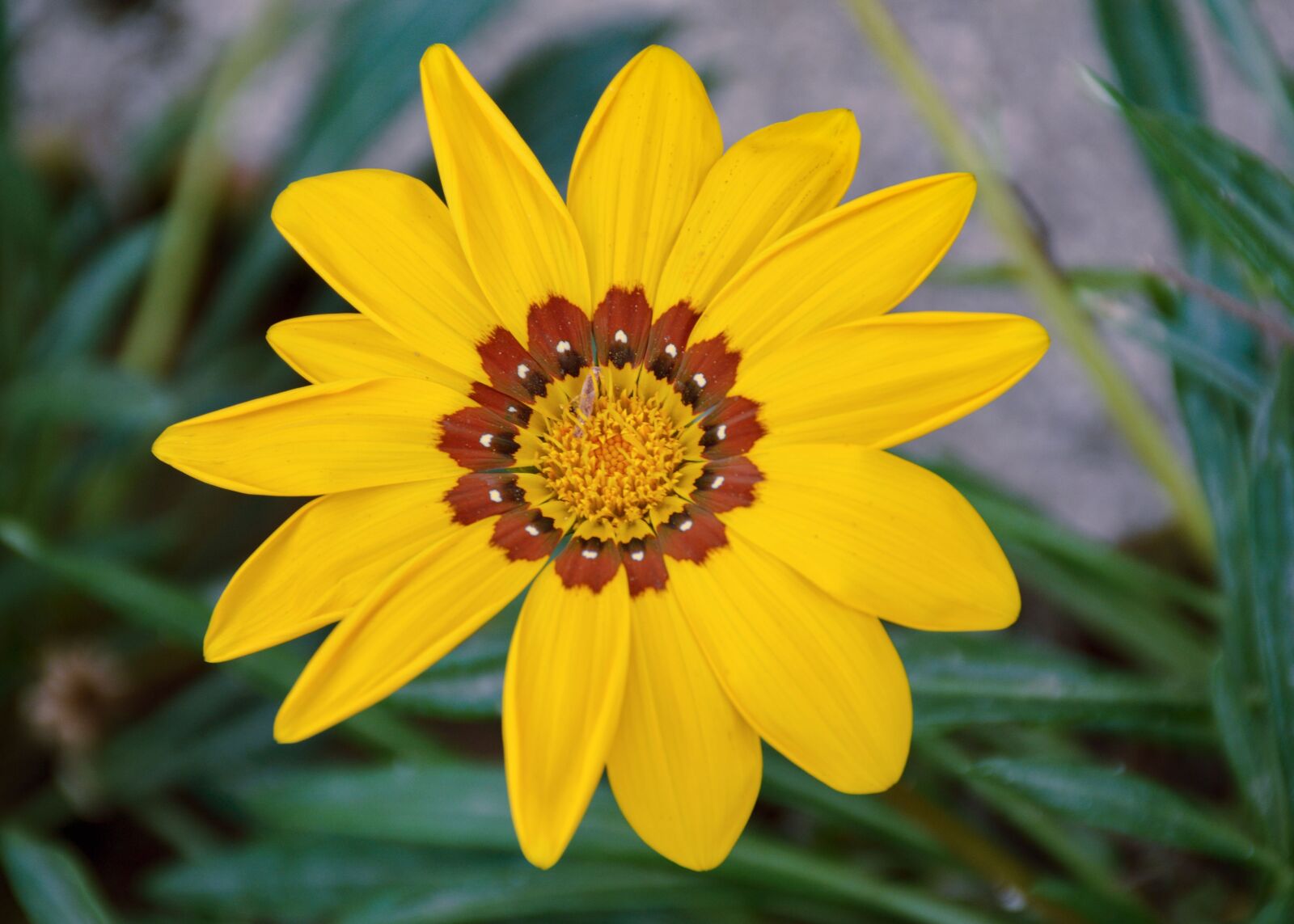 Nikon D7100 sample photo. Beauty, yellow, bloom photography