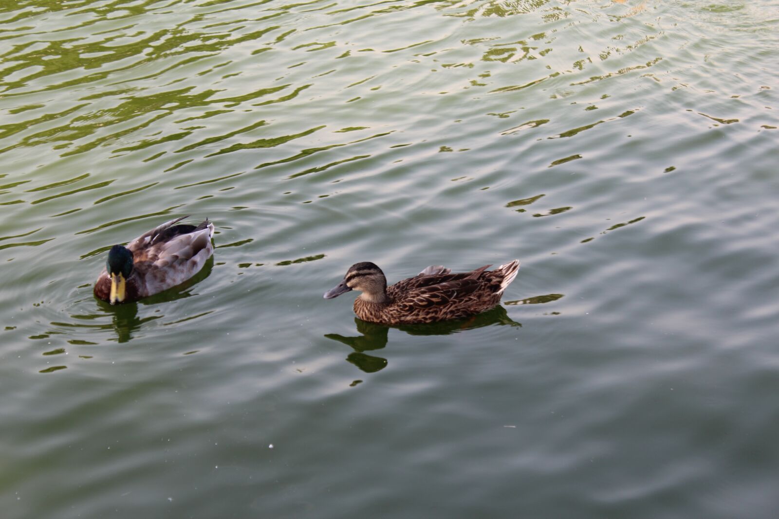 Canon EOS 600D (Rebel EOS T3i / EOS Kiss X5) sample photo. Ducks, lake, zoo photography