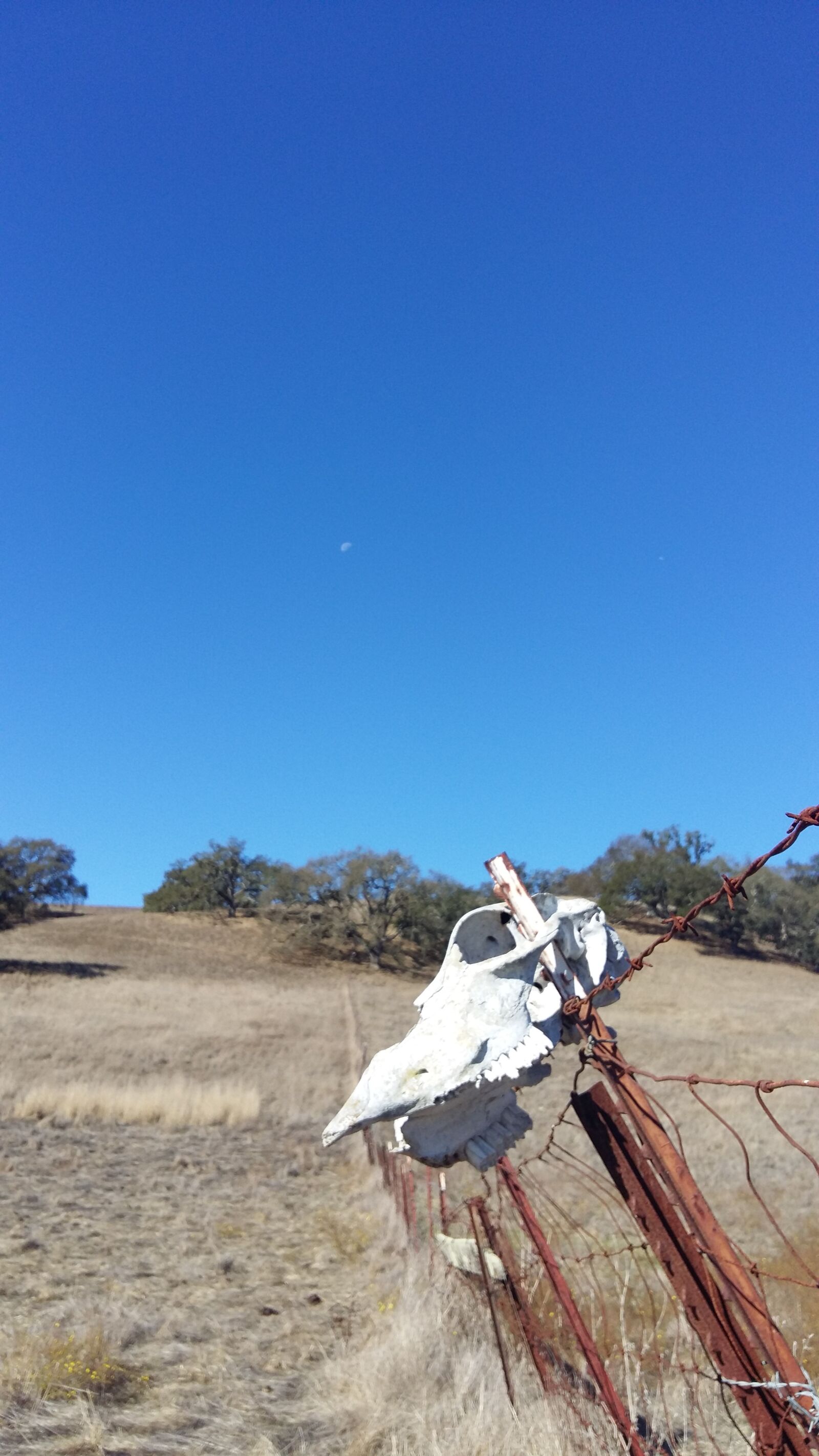 Samsung Galaxy A5 sample photo. California, skull, landscape photography