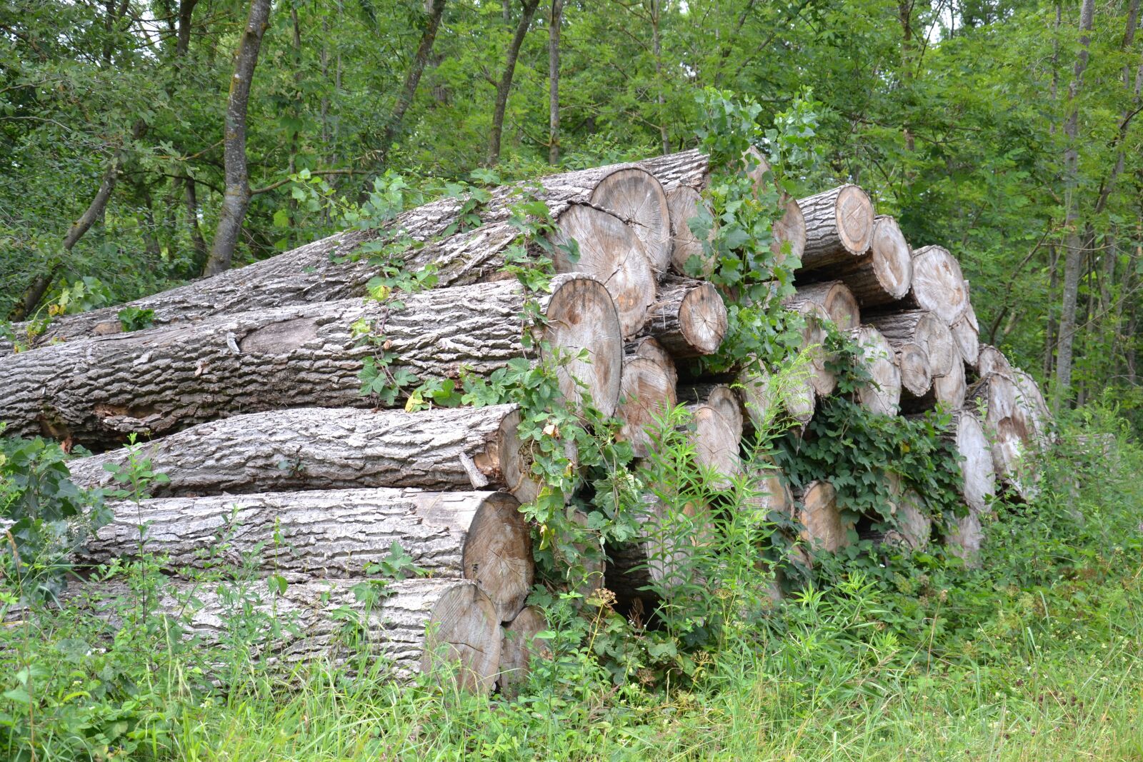 Nikon D3100 sample photo. Wood, forest, nature photography