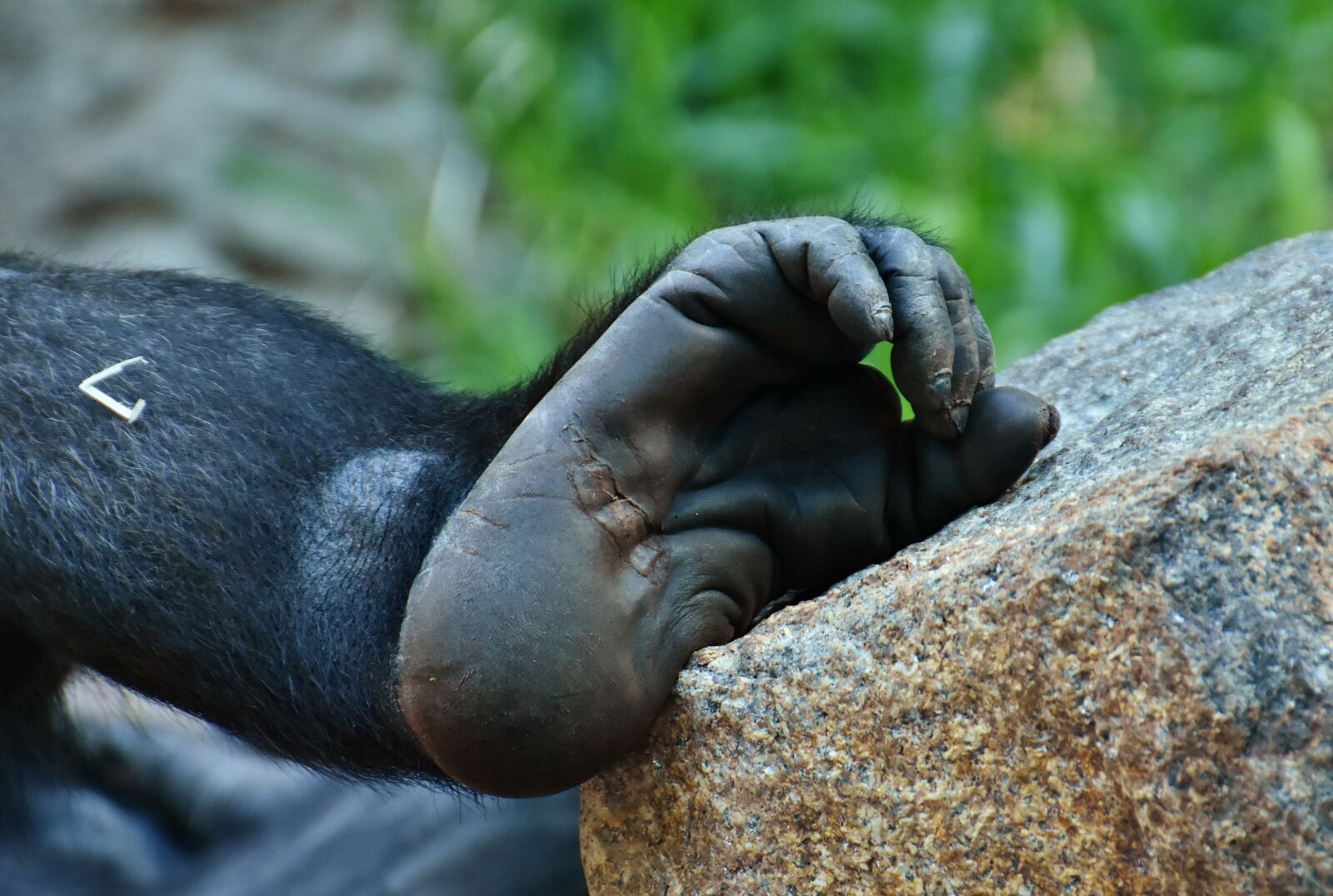Nikon D7200 sample photo. Gorilla, monkey, foot photography