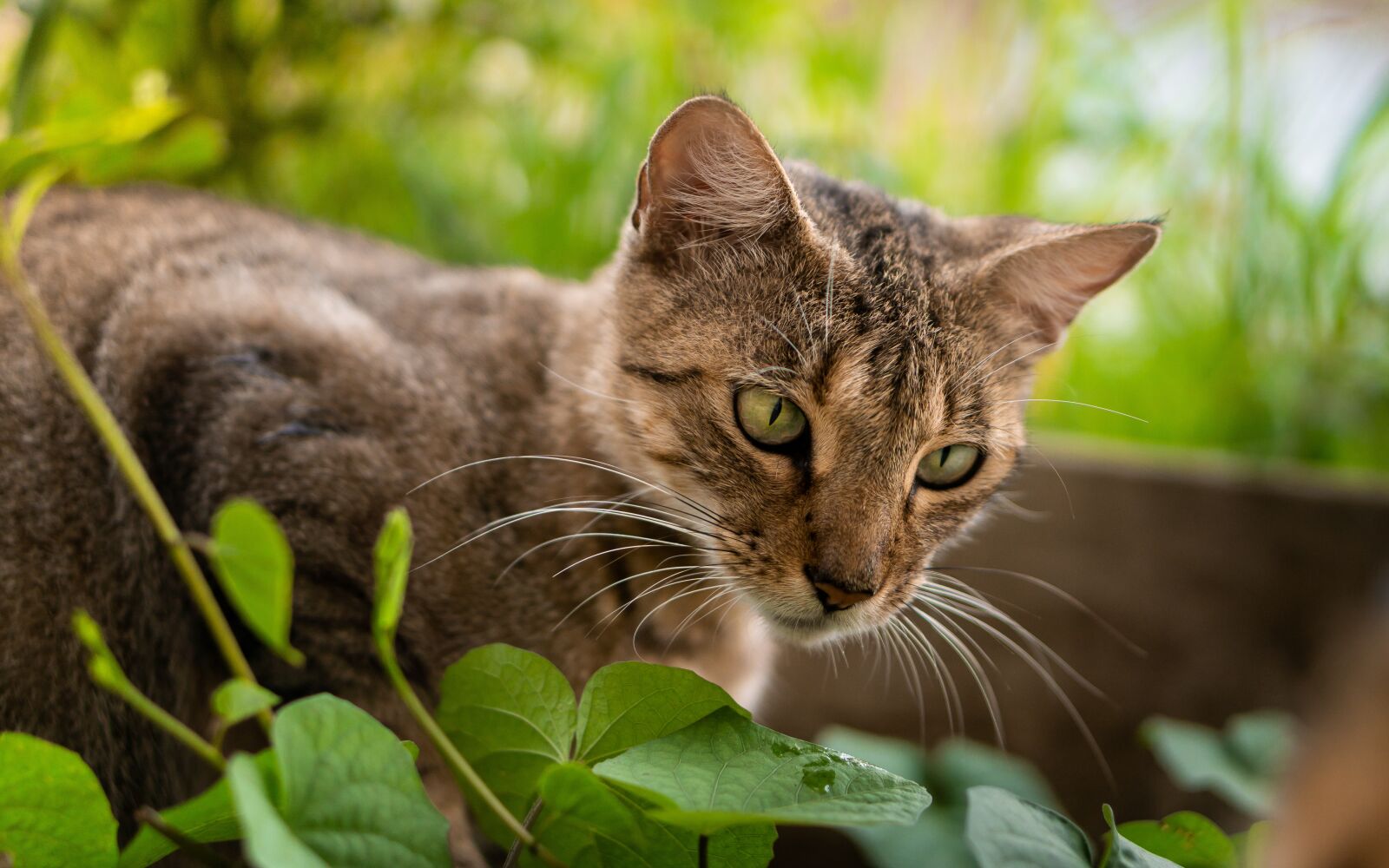 E 50mm F1.8 OSS sample photo. Cat, animal, eyes photography