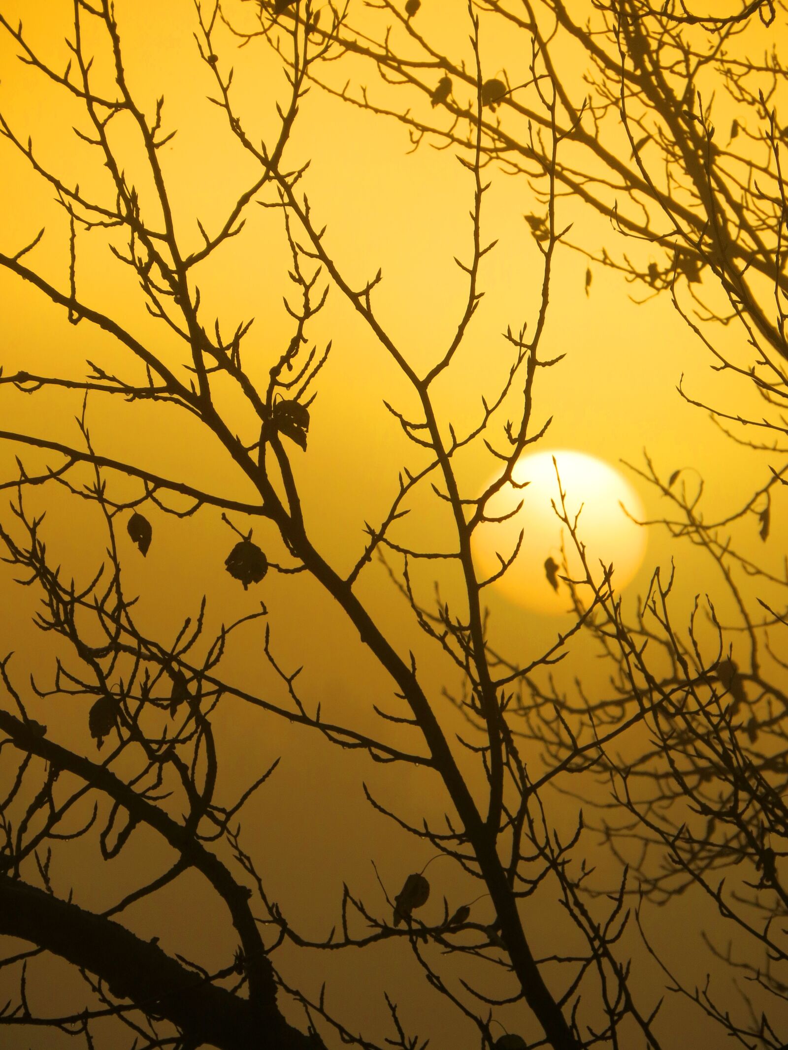 Canon PowerShot SX50 HS sample photo. Sunrise, silhouette, branches photography