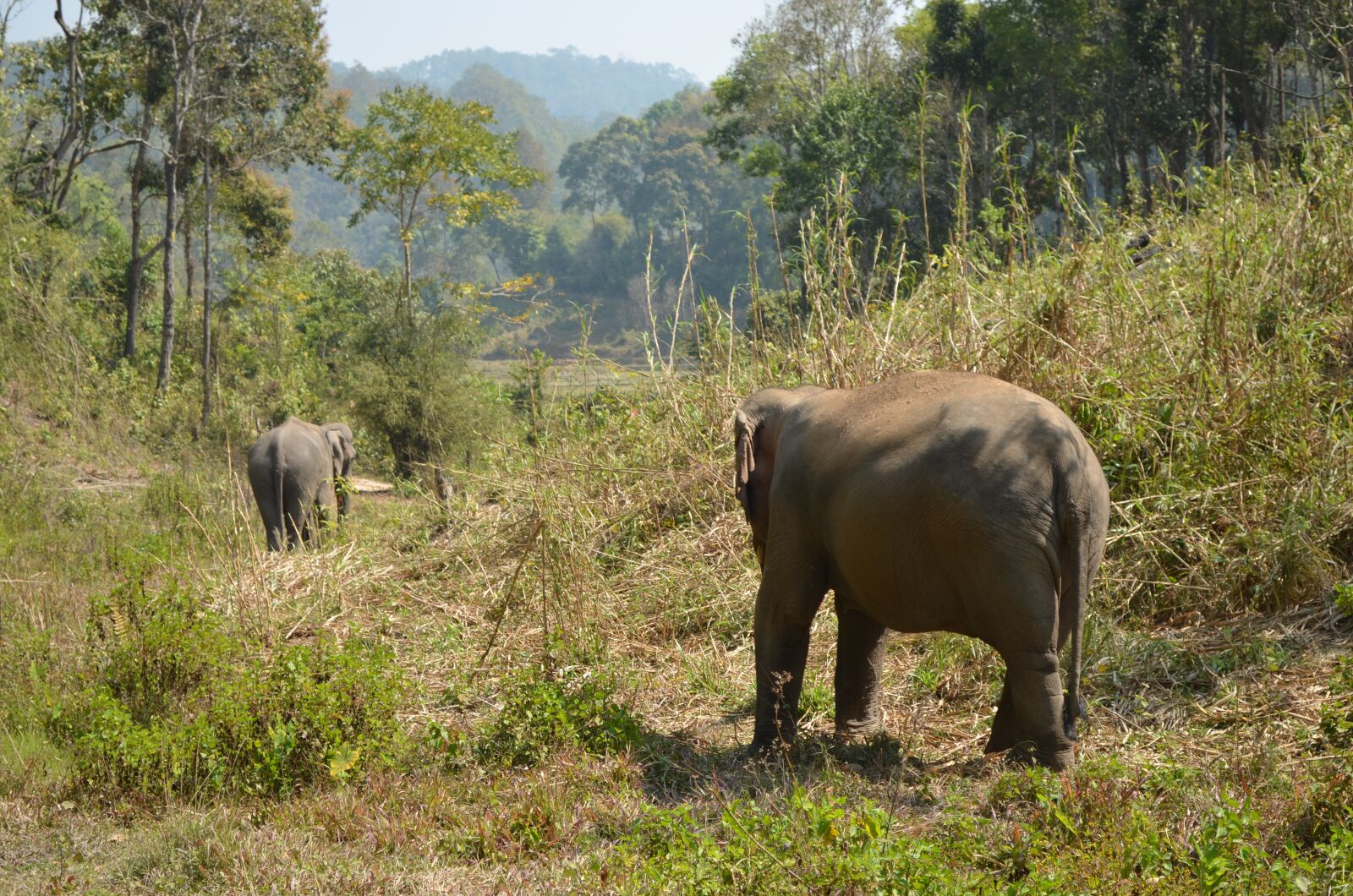 Nikon D5100 sample photo. Thailand, national park, nature photography