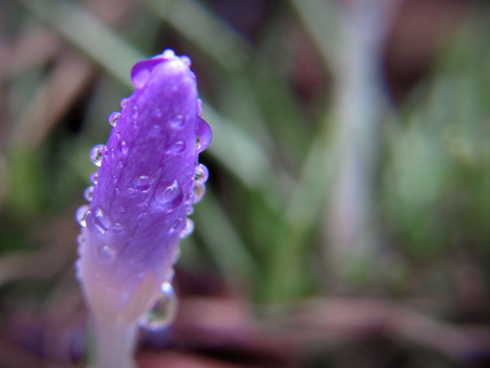 Canon PowerShot SX530 HS sample photo. Crocus, flower, drops photography