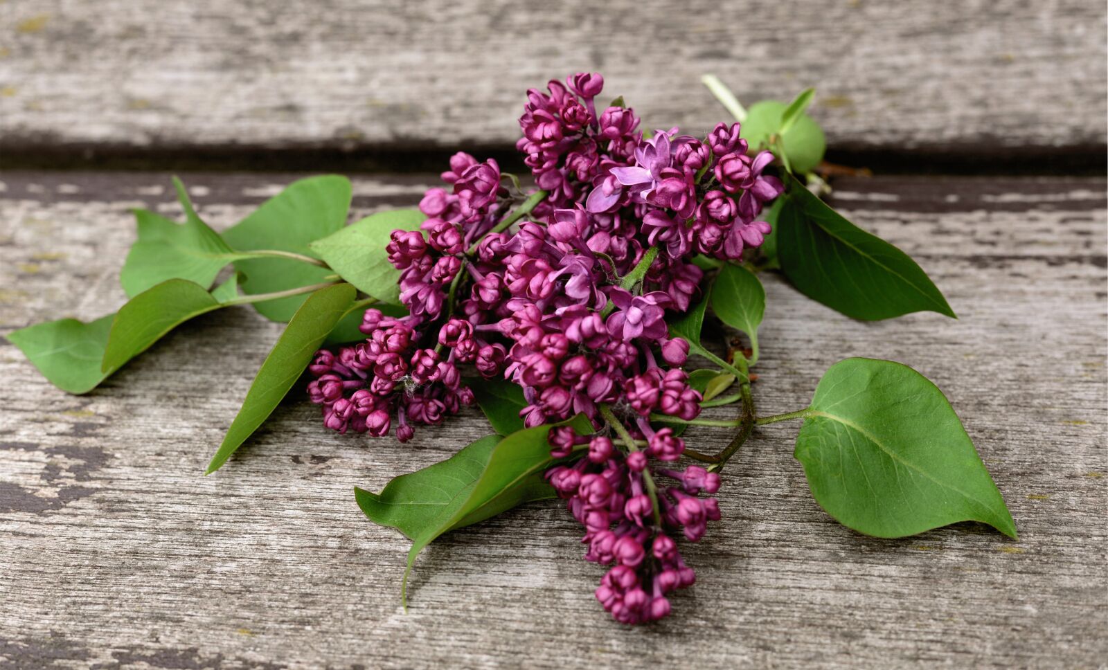 Nikon D610 sample photo. Lilac, lilac tree, fliederblueten photography