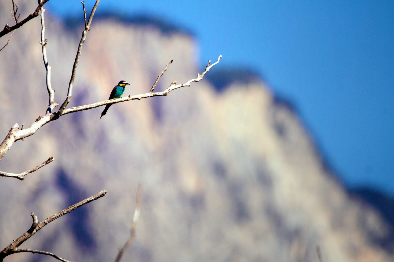 Canon EOS 70D sample photo. Nature, sky, bird, wildlife photography