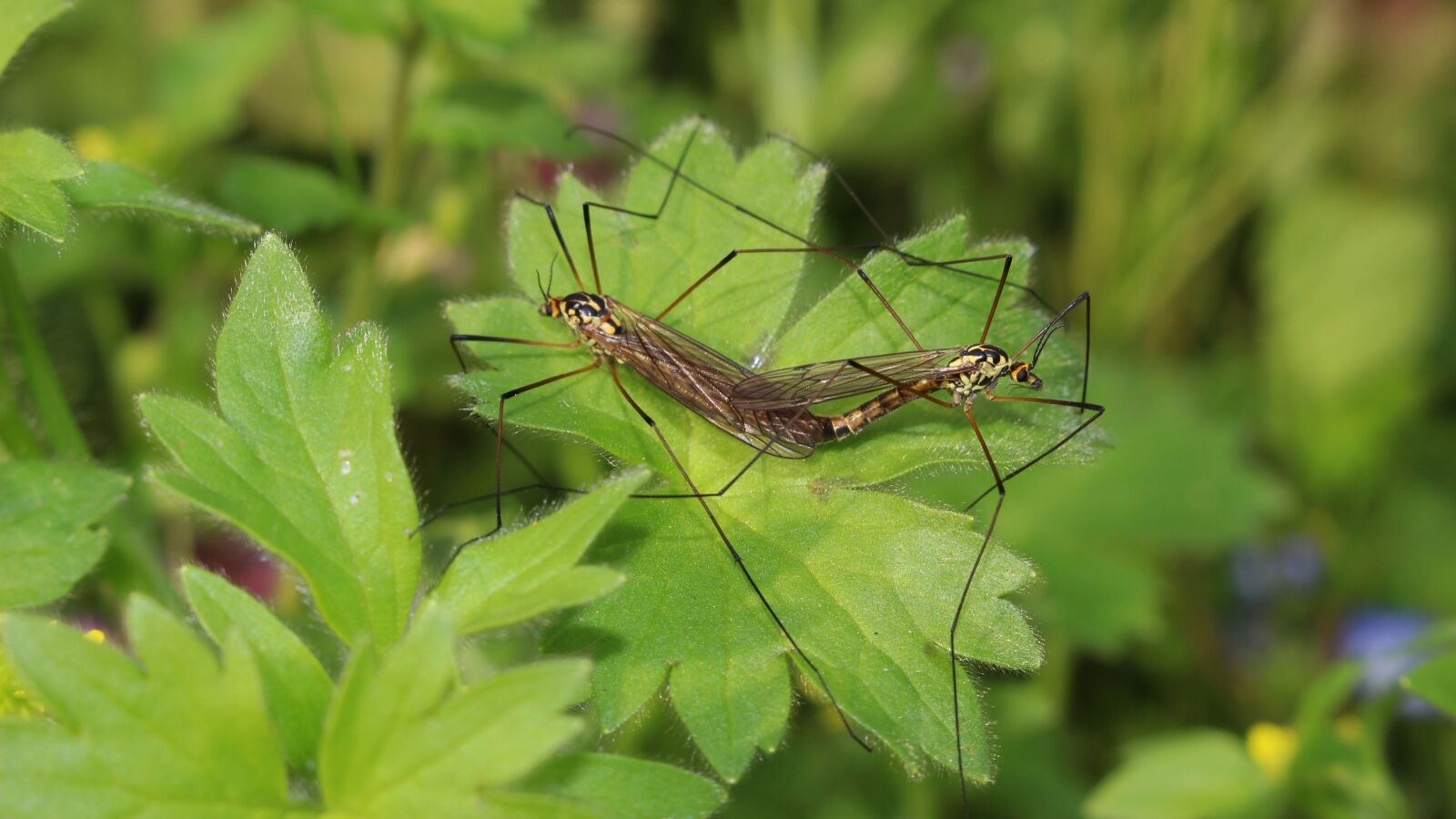Canon EOS 100D (EOS Rebel SL1 / EOS Kiss X7) sample photo. Spring, coupling, mosquitoes photography