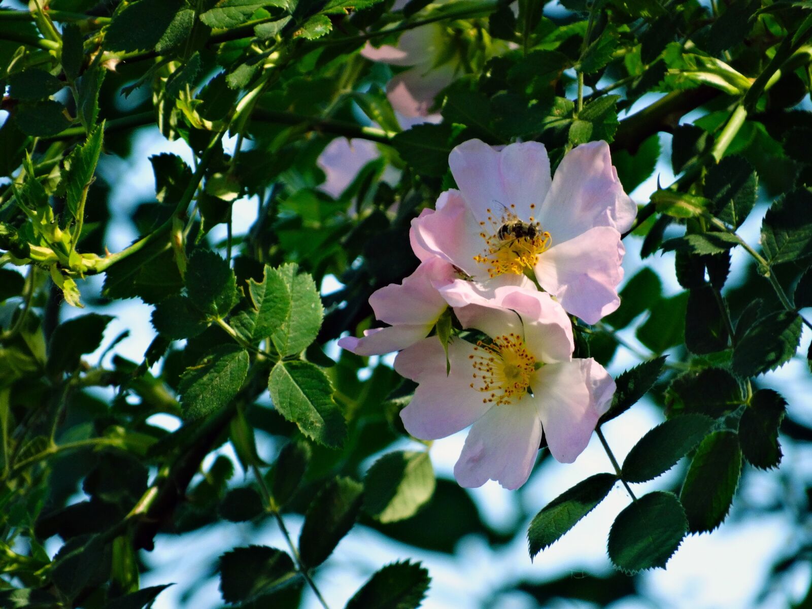 Sony Cyber-shot DSC-HX300 sample photo. Flowers, nature, spring photography