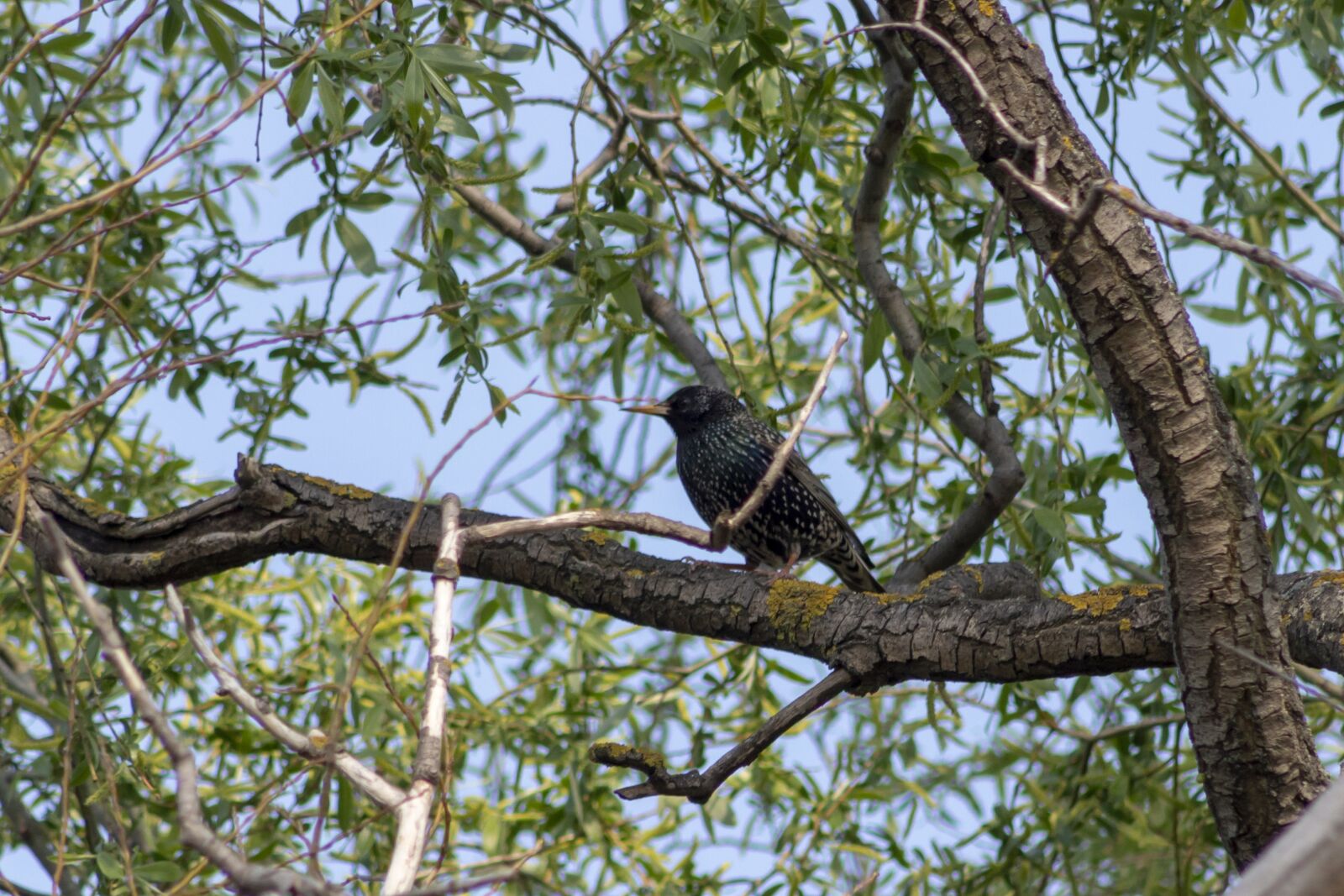 Canon EF75-300mm f/4-5.6 sample photo. Wild world, starling, bird photography