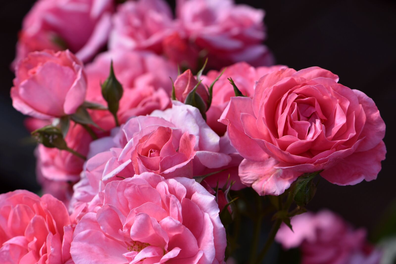 Nikon D5600 sample photo. Roses, pink, dark pink photography
