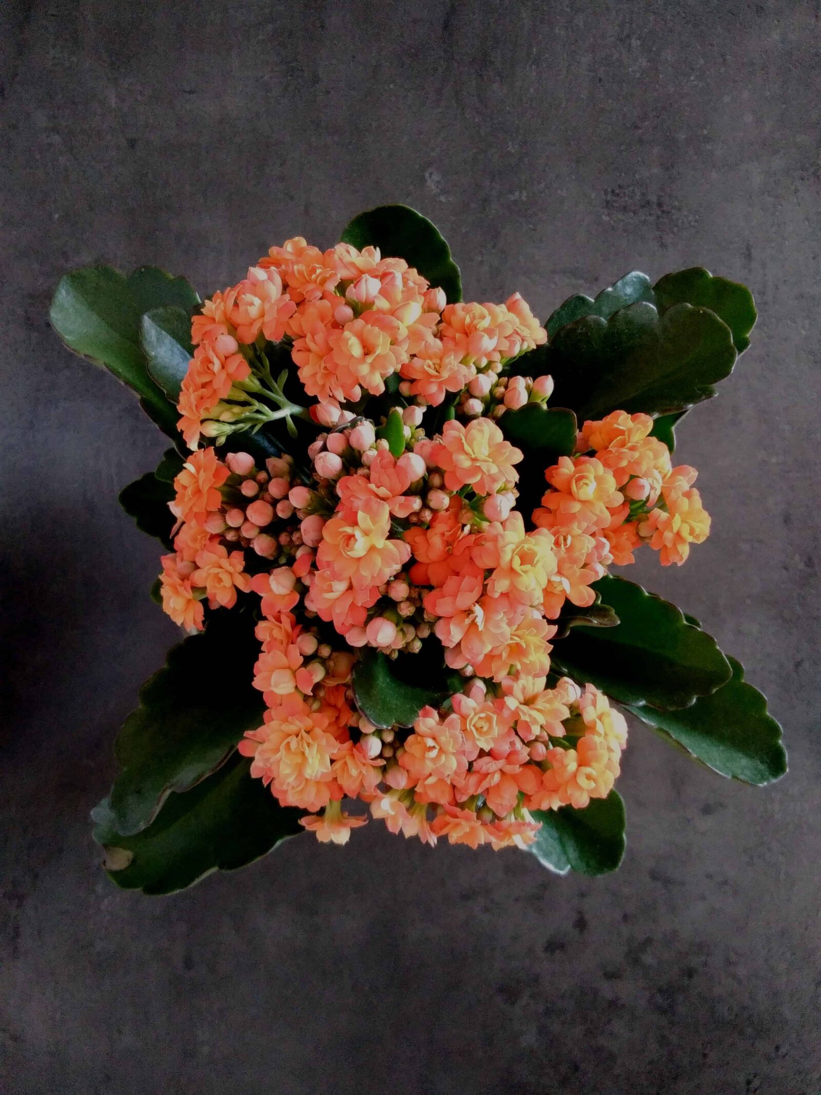 Lenovo S60-A sample photo. Bouquet, orange flower, leaf photography