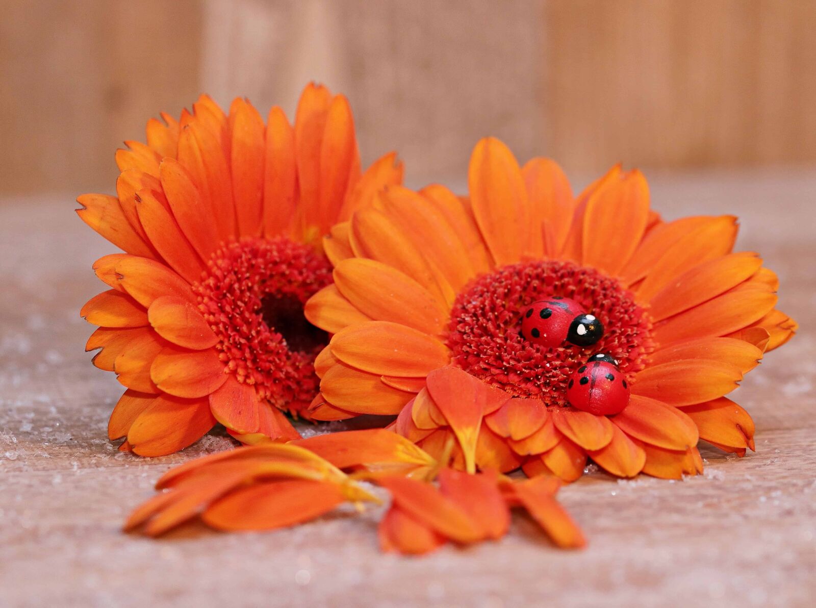Canon EOS 80D sample photo. Still life, decoration, ladybug photography