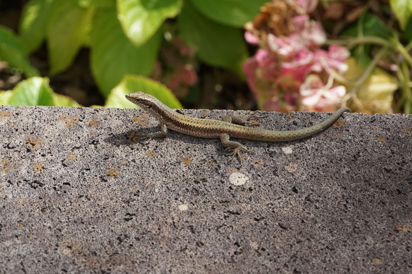 Sony Alpha a5000 (ILCE 5000) sample photo. Lizard, animals, animal world photography