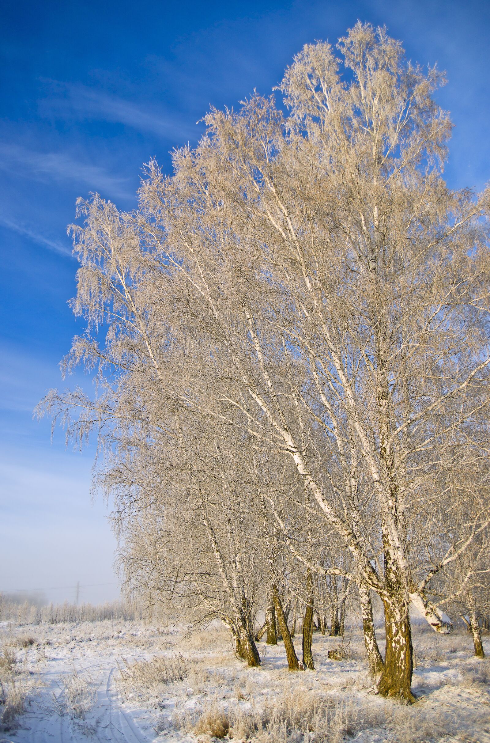 Sony Alpha DSLR-A850 sample photo. Birch, november, winter photography