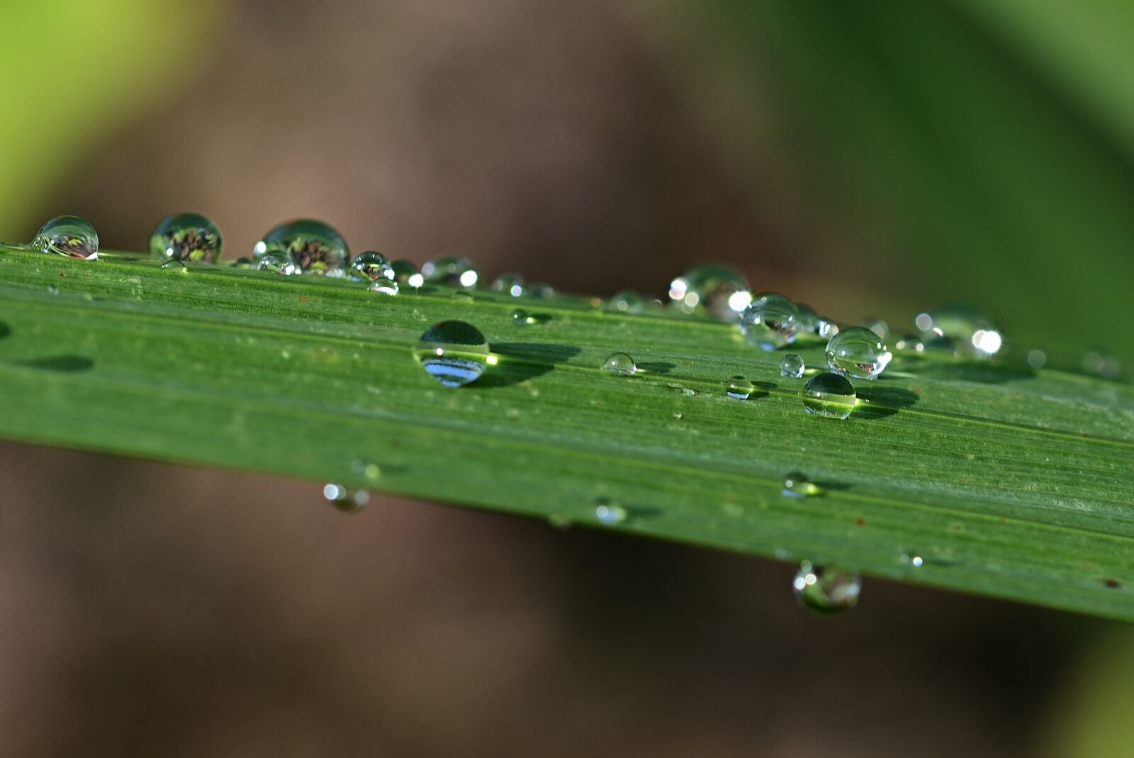 Nikon D5200 sample photo. Leaf, drop of water photography