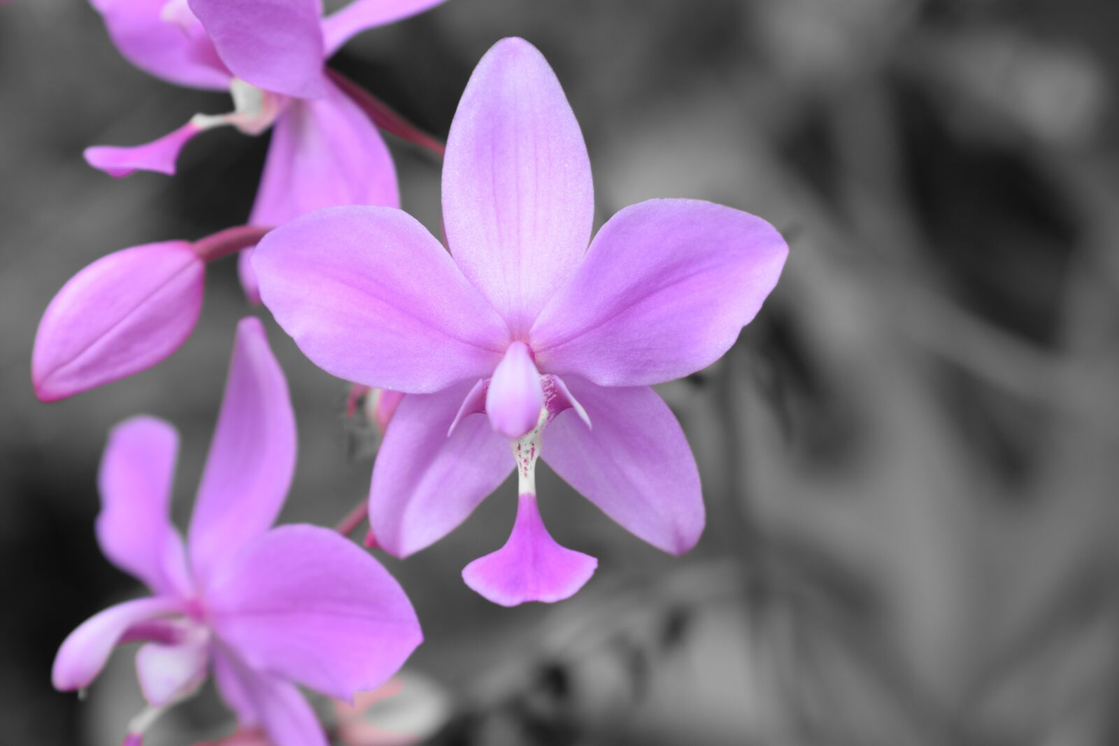 Nikon D5300 sample photo. Flower, nature, botanical photography