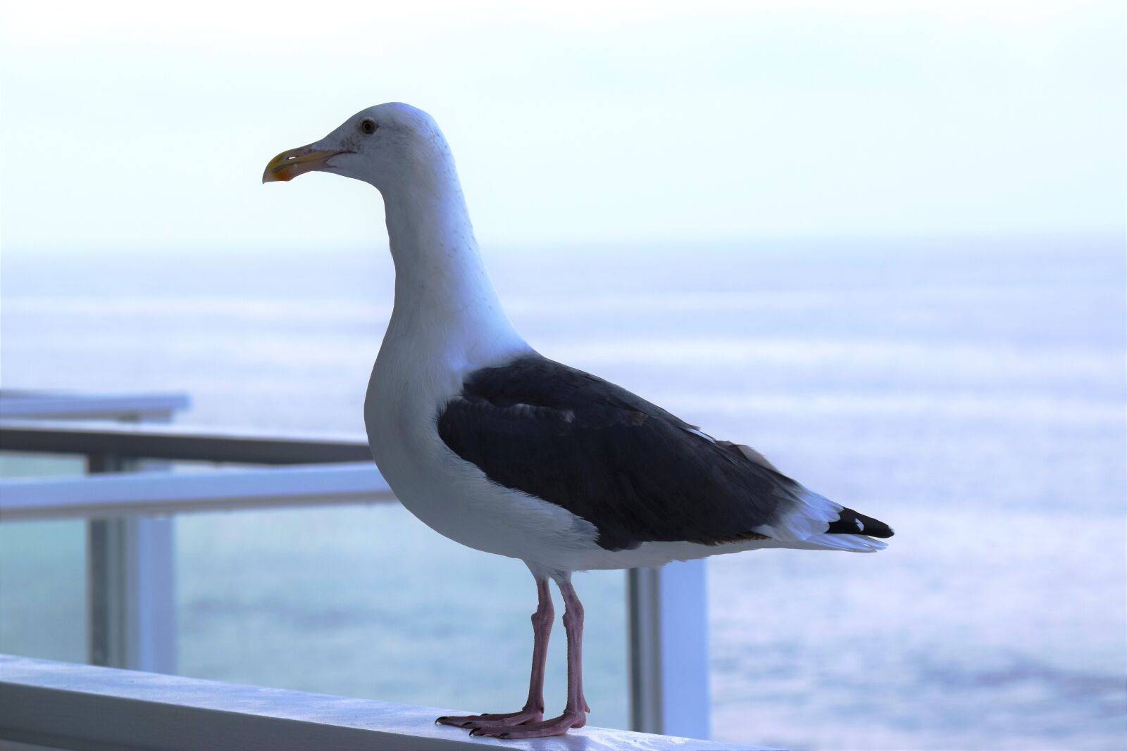 Nikon D3300 sample photo. Seagull, gull, sea photography
