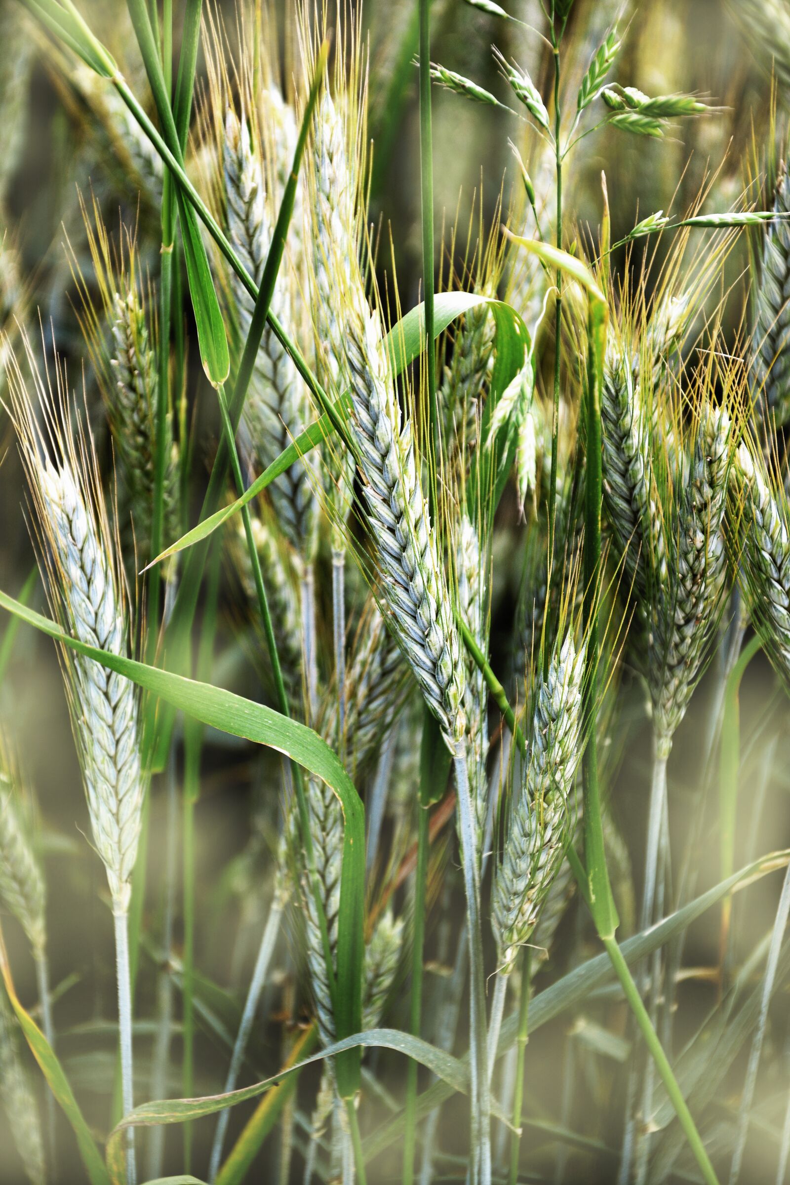 Nikon D5200 sample photo. Cereals, barley, spike photography