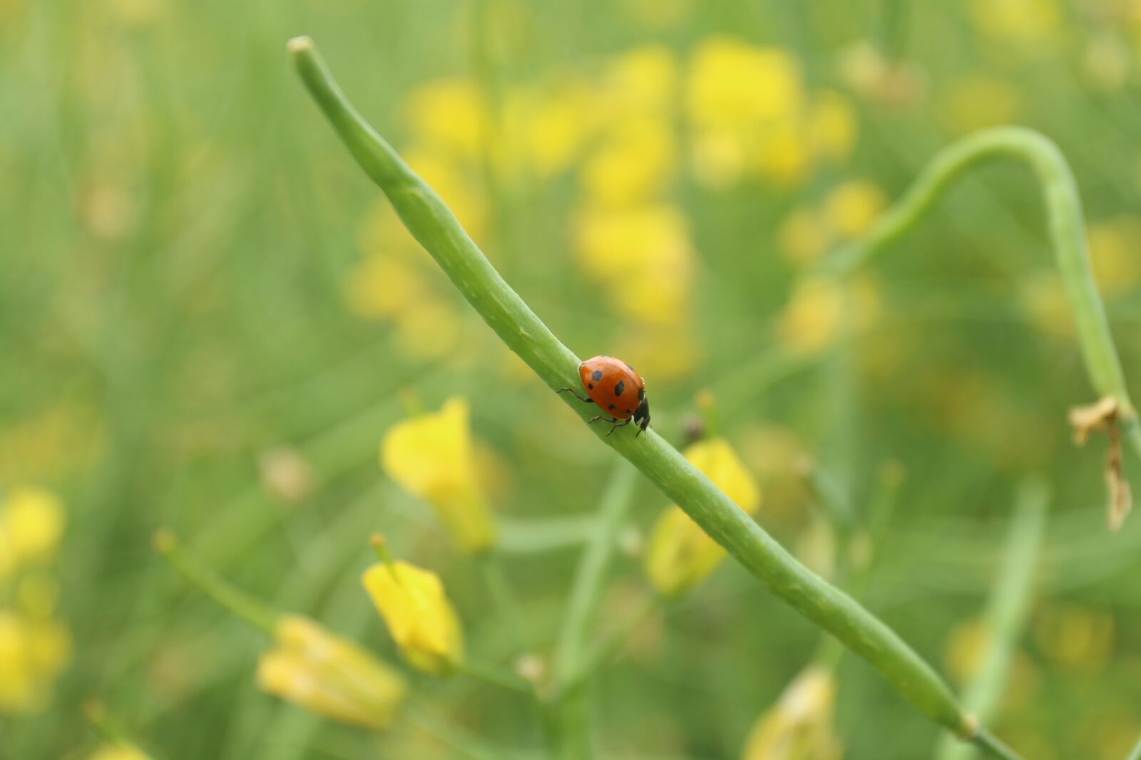 Canon EOS 70D + Canon EF 17-40mm F4L USM sample photo. Insect, ladybug, crawling photography