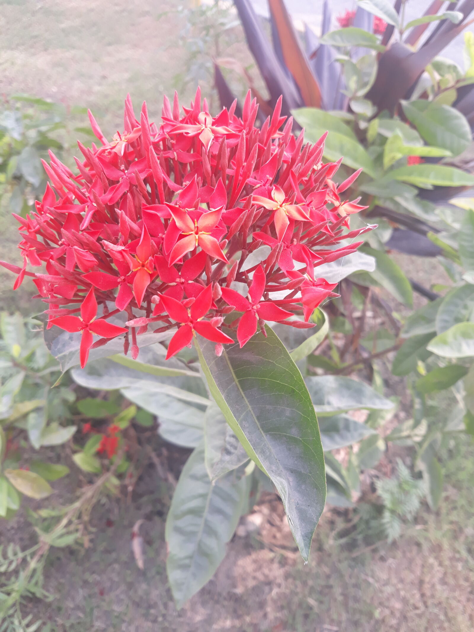 Samsung Galaxy J5 sample photo. Beautiful, flowers, nature, red photography