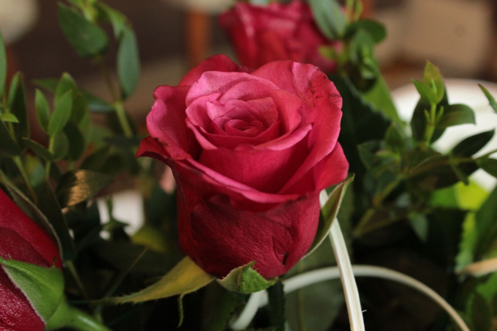 Canon EOS 600D (Rebel EOS T3i / EOS Kiss X5) sample photo. Roses, flower, flowers photography