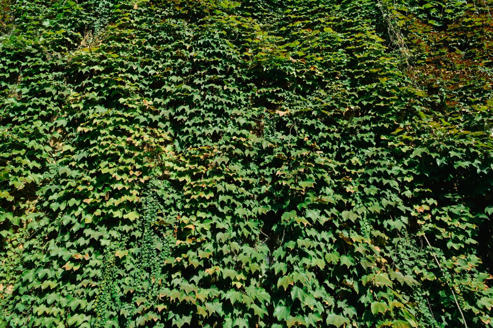 Nikon D5200 sample photo. Ivy, leaf, vine photography